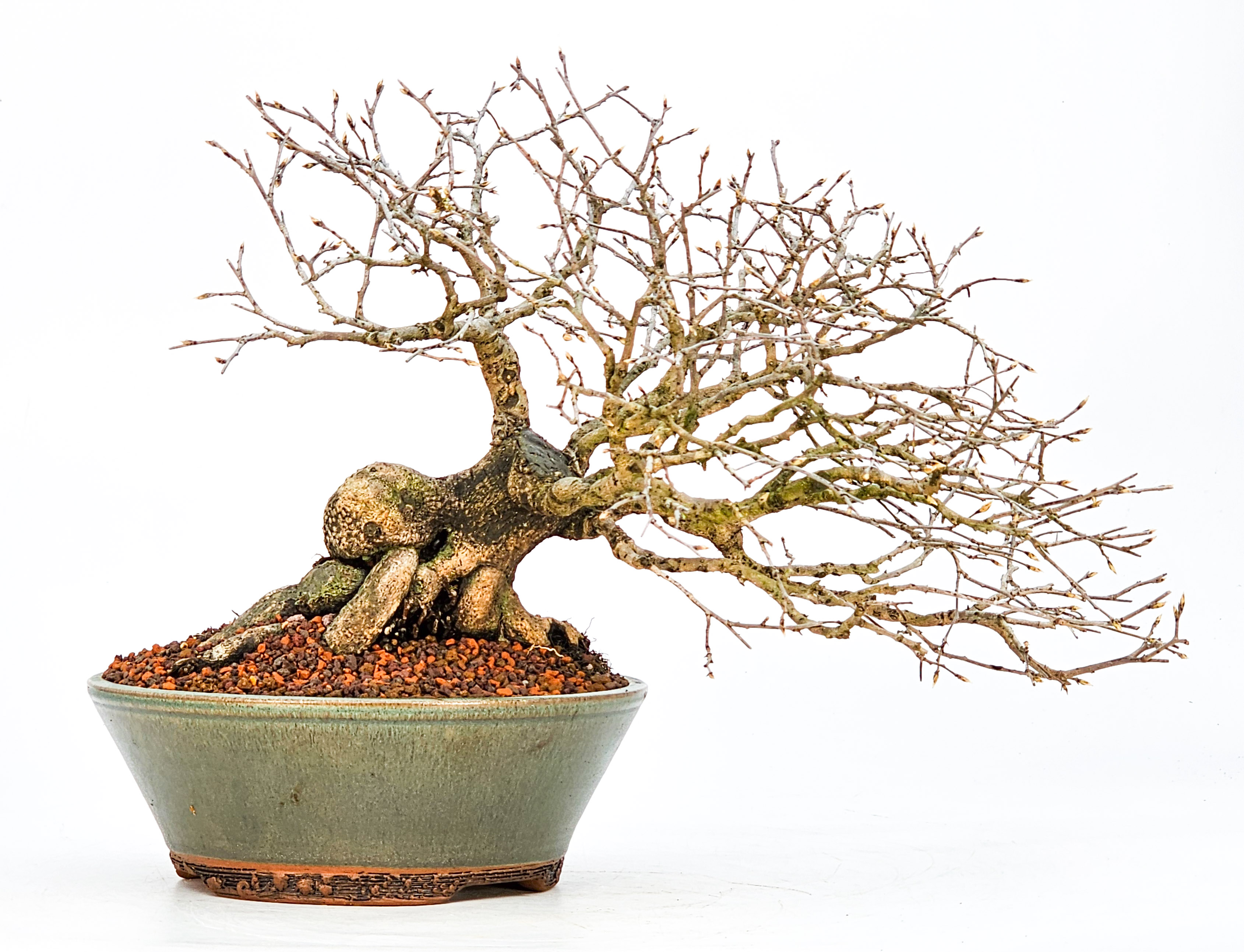 Bonsai Diospyros kaki Kakipflaume  Shohin 21cm Video!!