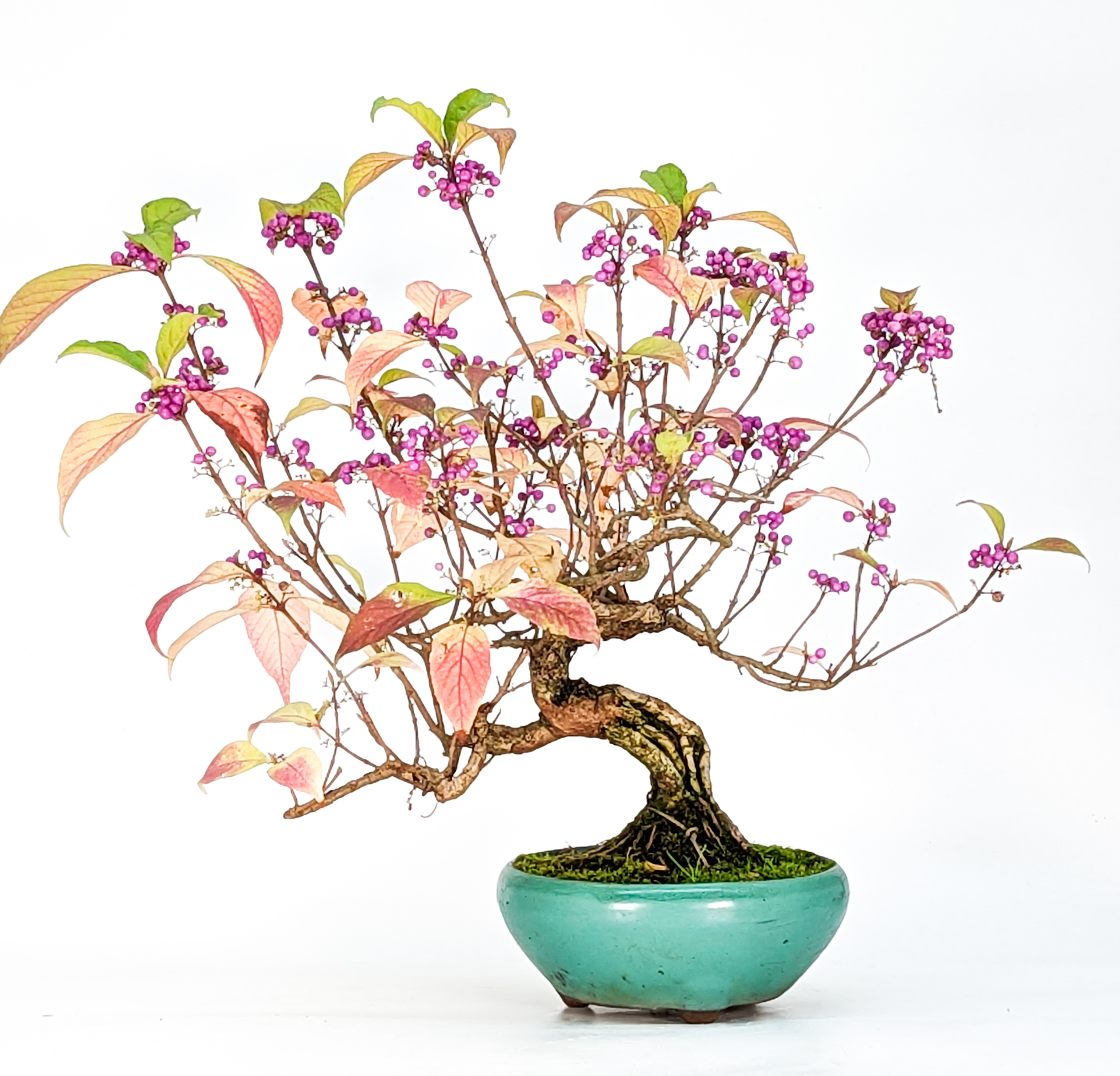 Bonsai Callicarpa japonica - Japanische Schönfrucht 26cm
