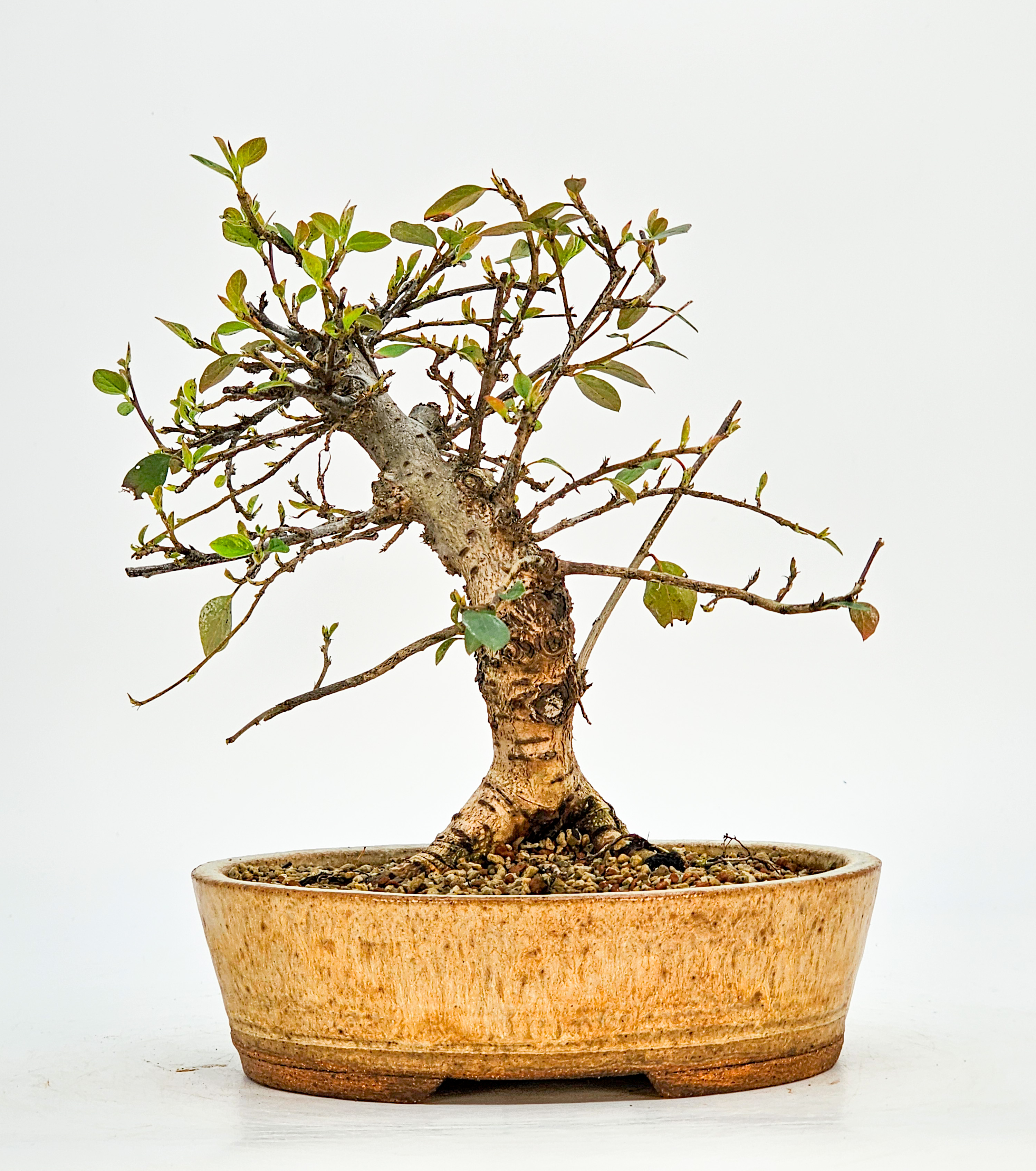 Bonsai Cotoneaster Zwergmispel Shohin 20cm
