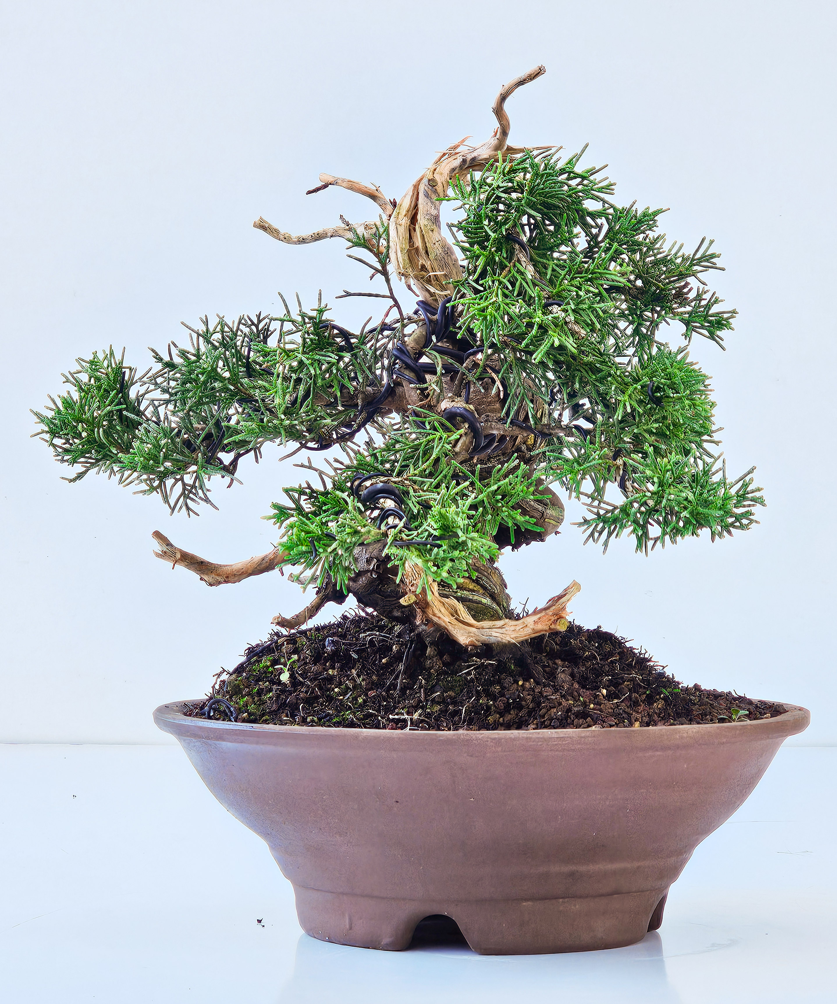Bonsai Wacholder Juniperus chinensis shimpaku Shohin 16cm 