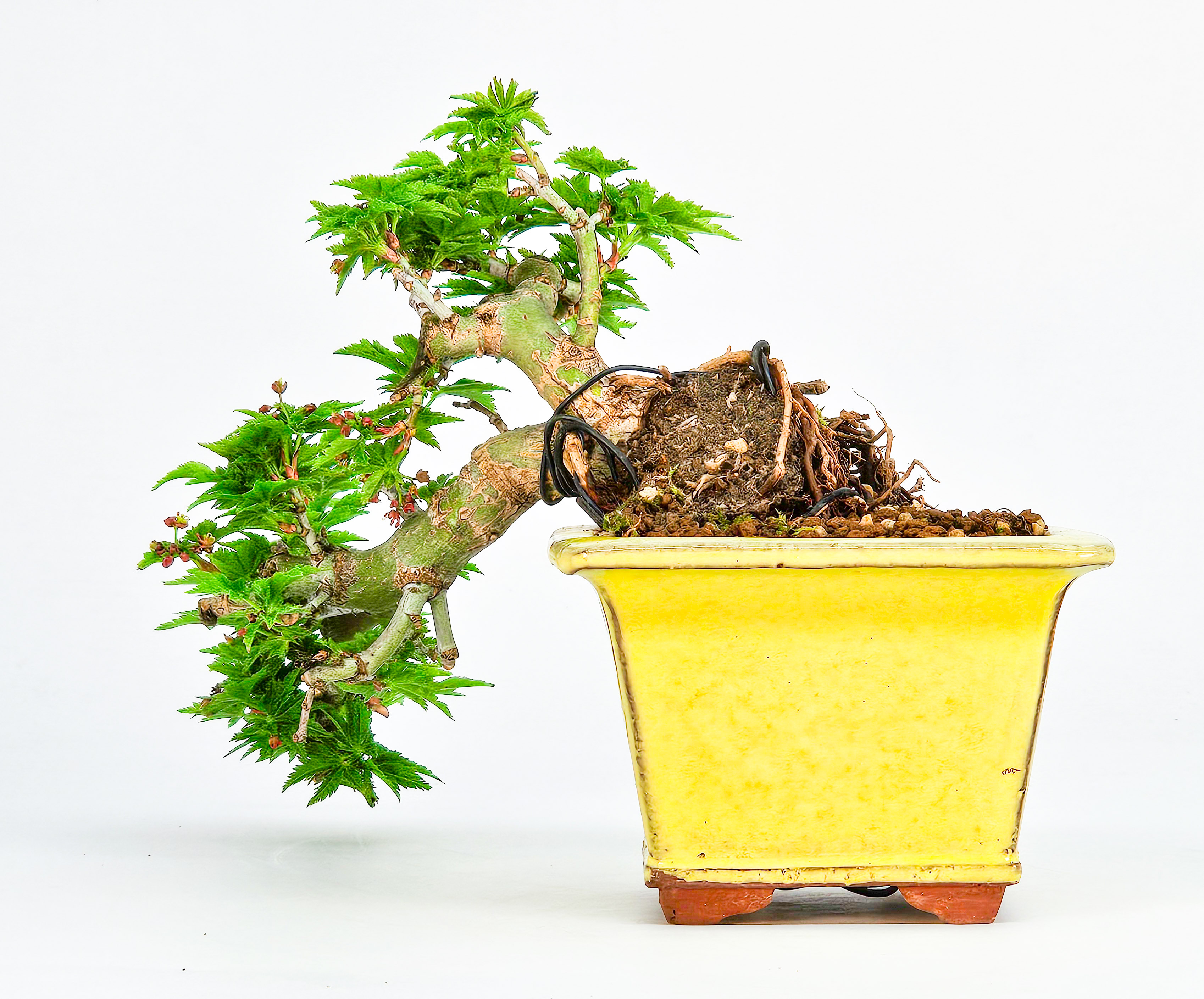 Bonsai Löwenkopfahorn- Acer palmatum Shishigashira Shohin 11cm