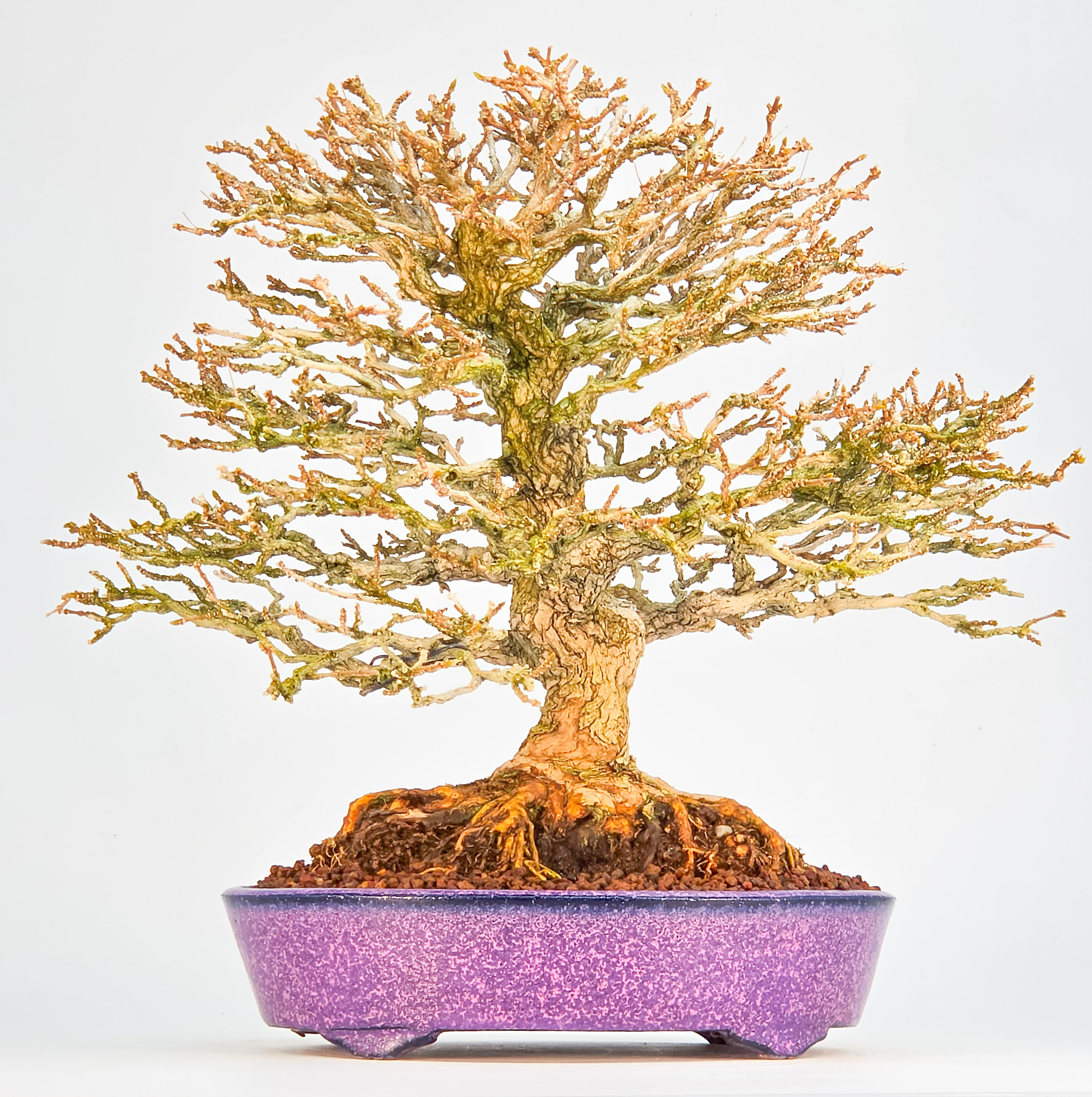 bonsai roble Bonsai of Quercus robur size shohin main image 0