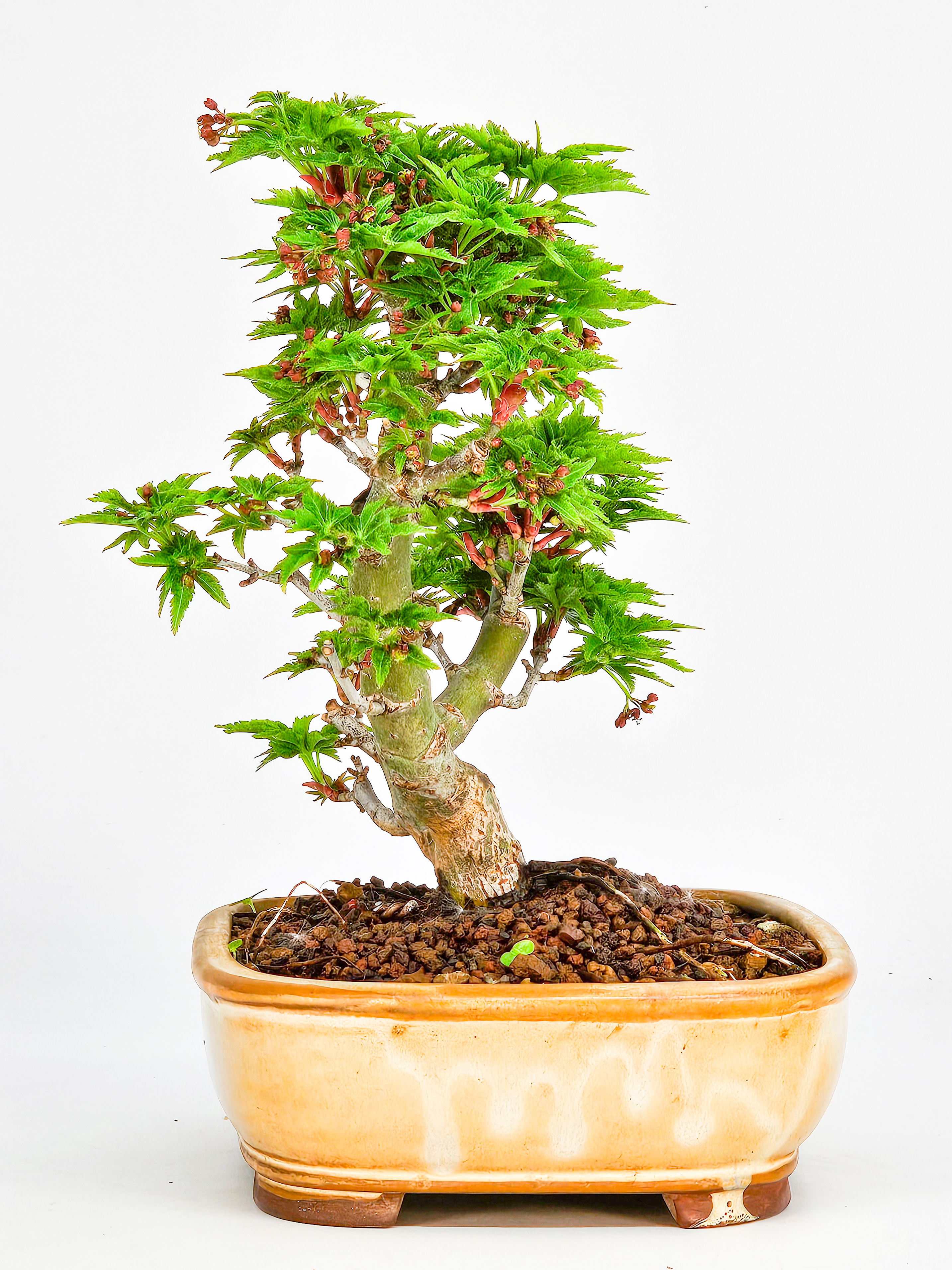 Bonsai Löwenkopfahorn- Acer palmatum Shishigashira Shohin 14cm  