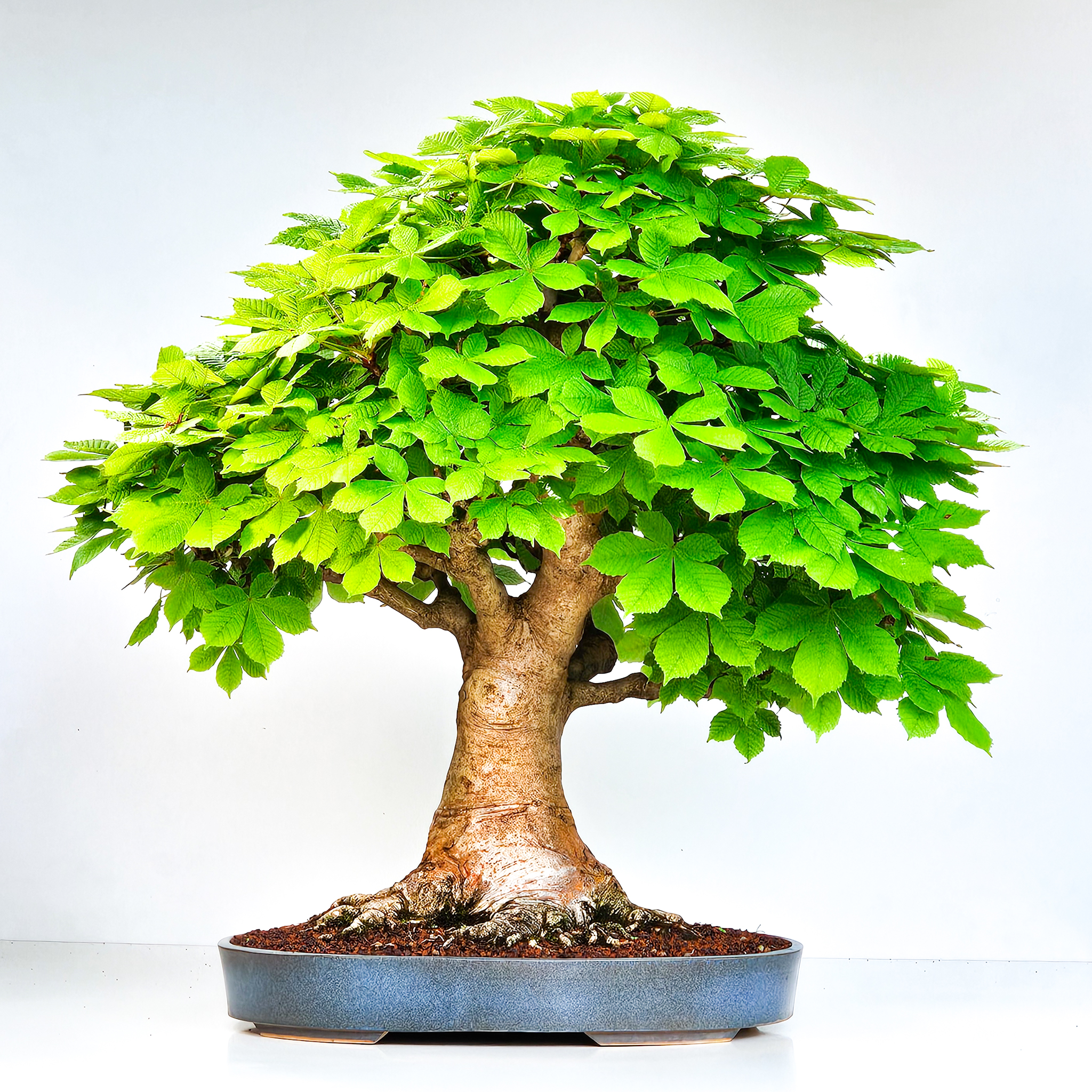 Bonsai mit grünen Blättern in einer blauen Bonsaischale