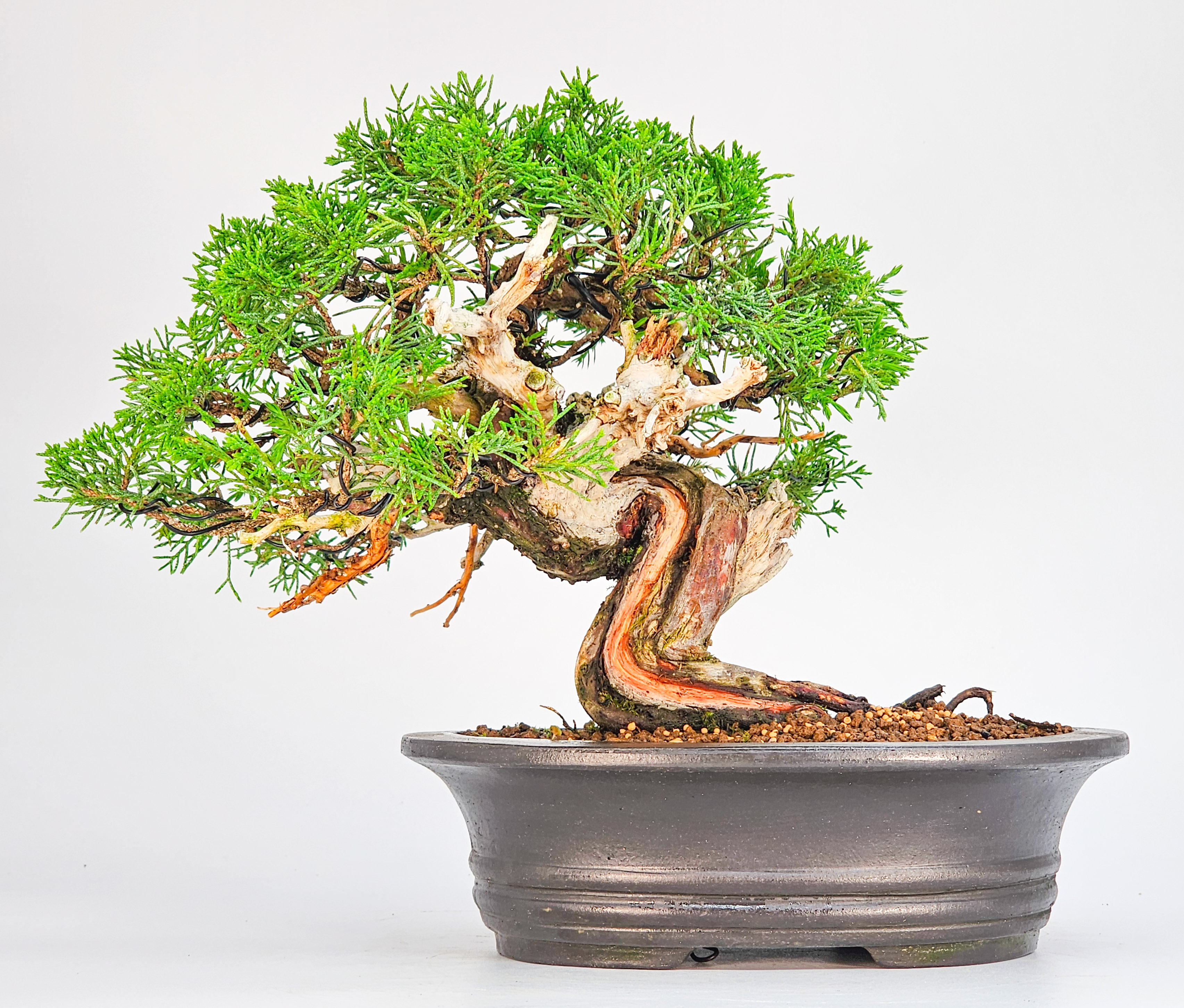 Bonsai Wacholder - Juniperus chinensis Shohin 18cm