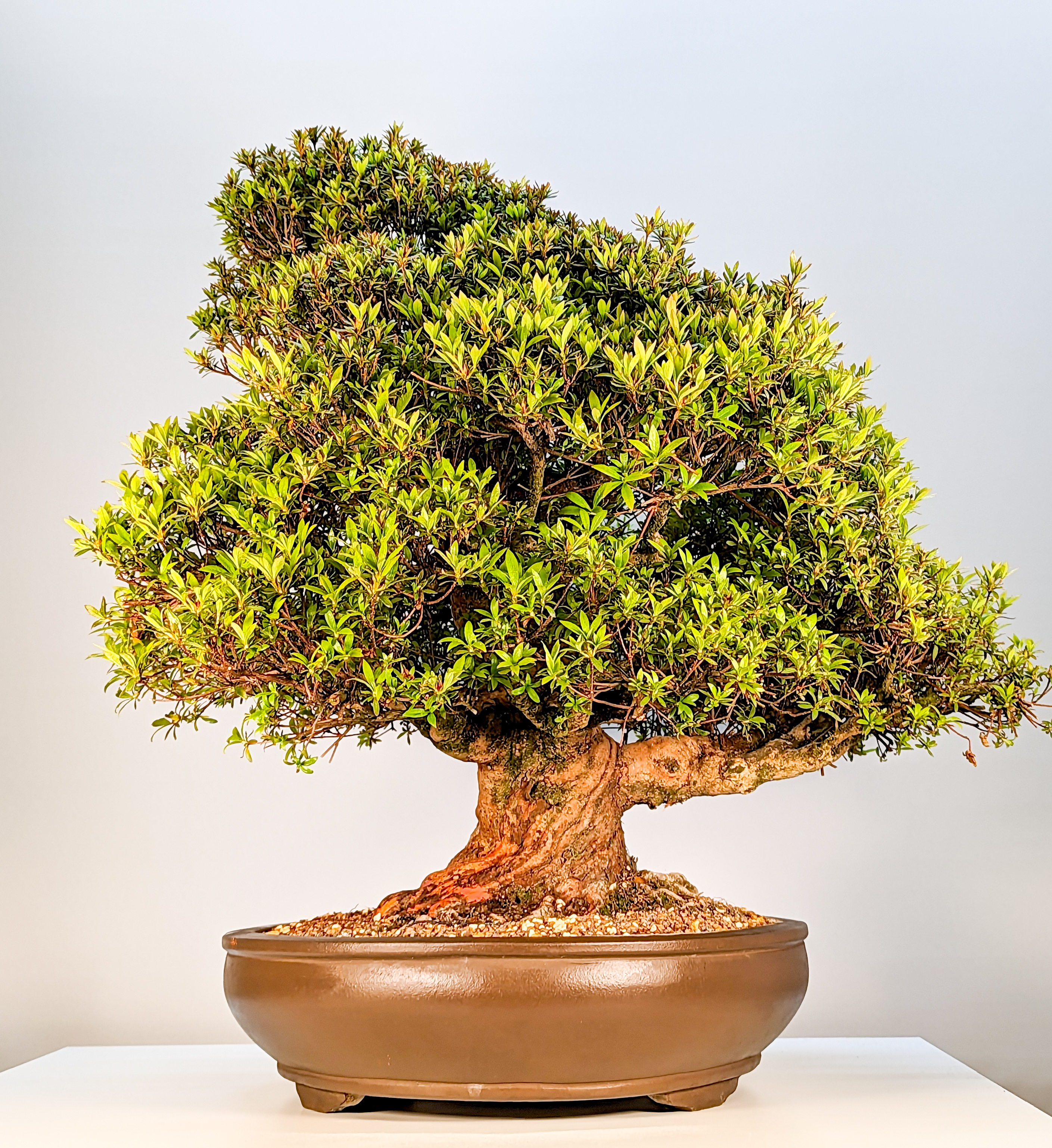 Bonsai Azalee Rhododendron indicum Kinsai - rote Blüten! 57cm 