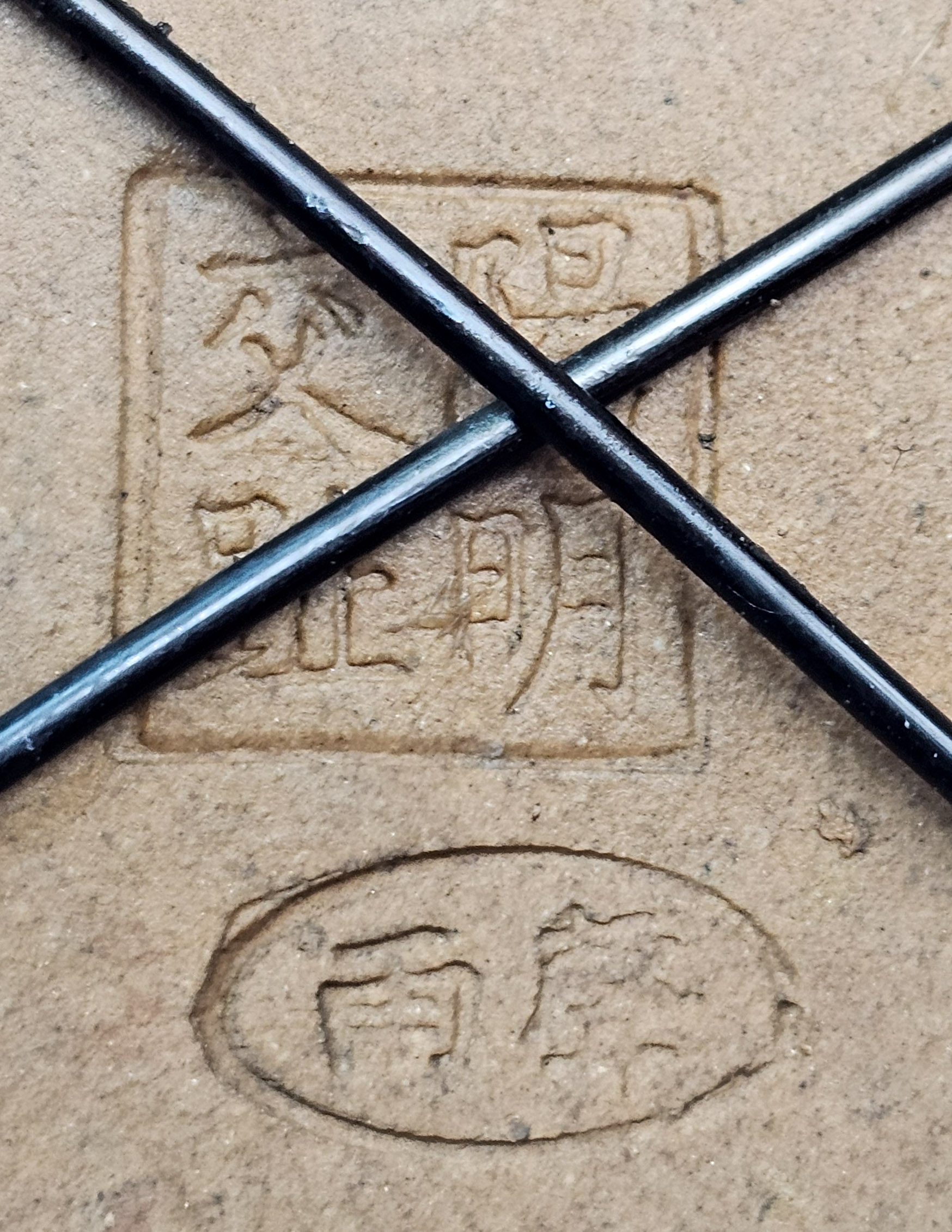 Bonsai Fächerahorn - Acer palmatum Yukihime Shohin 20cm