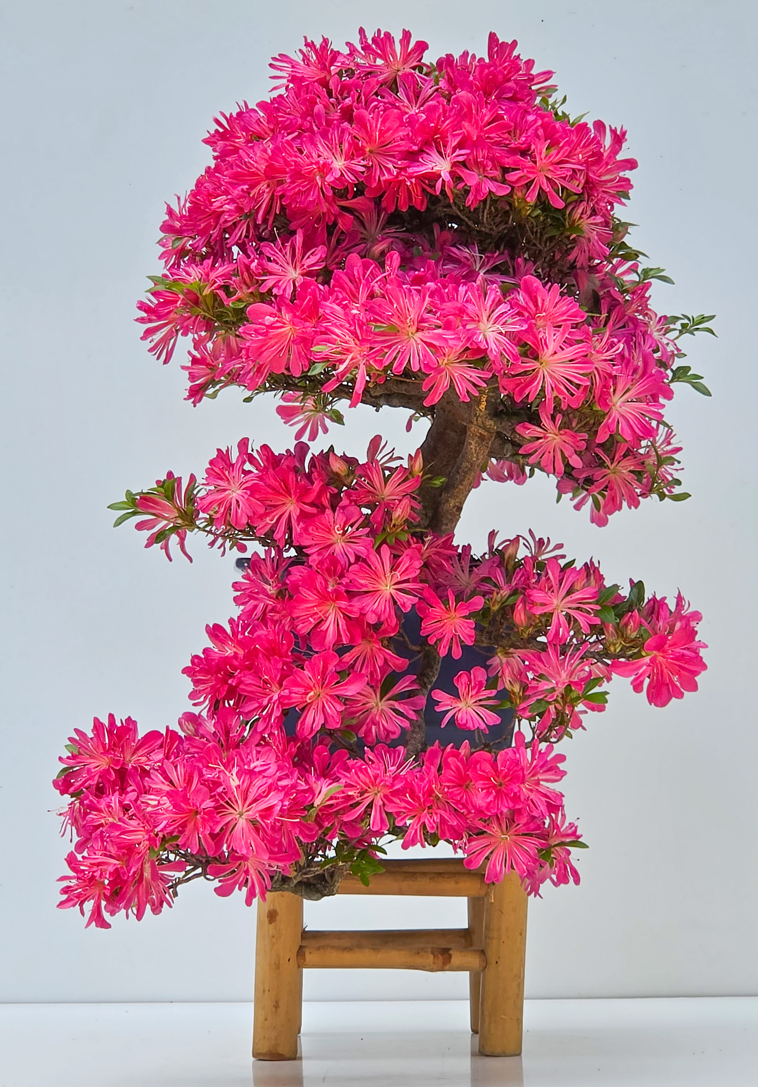 Bonsai Azalee -  Rhododendron indicum hanabin 63cm Video!!