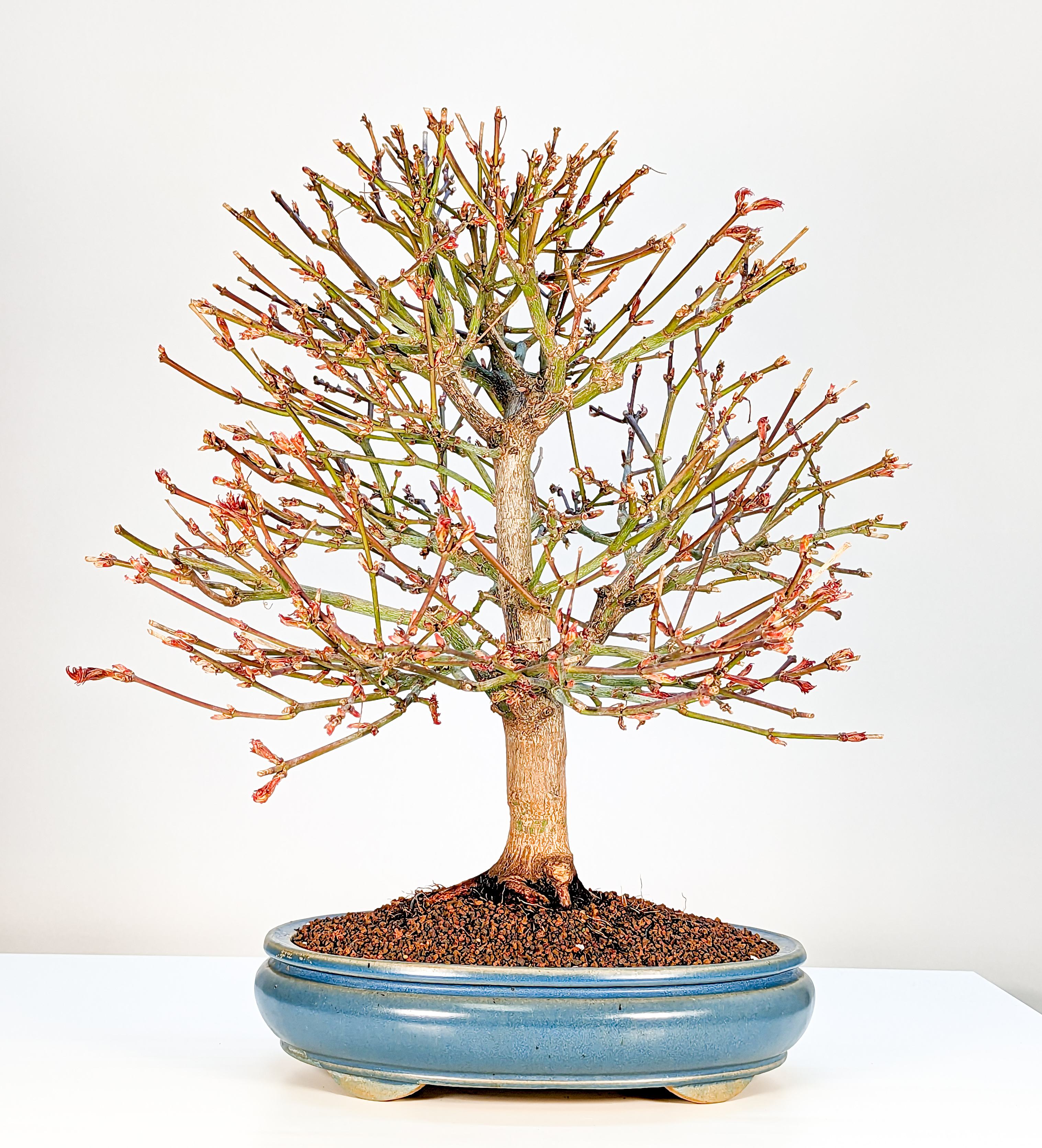 Bonsai Fächerahorn Acer palmatum Shaina 21 Jahre 45cm  