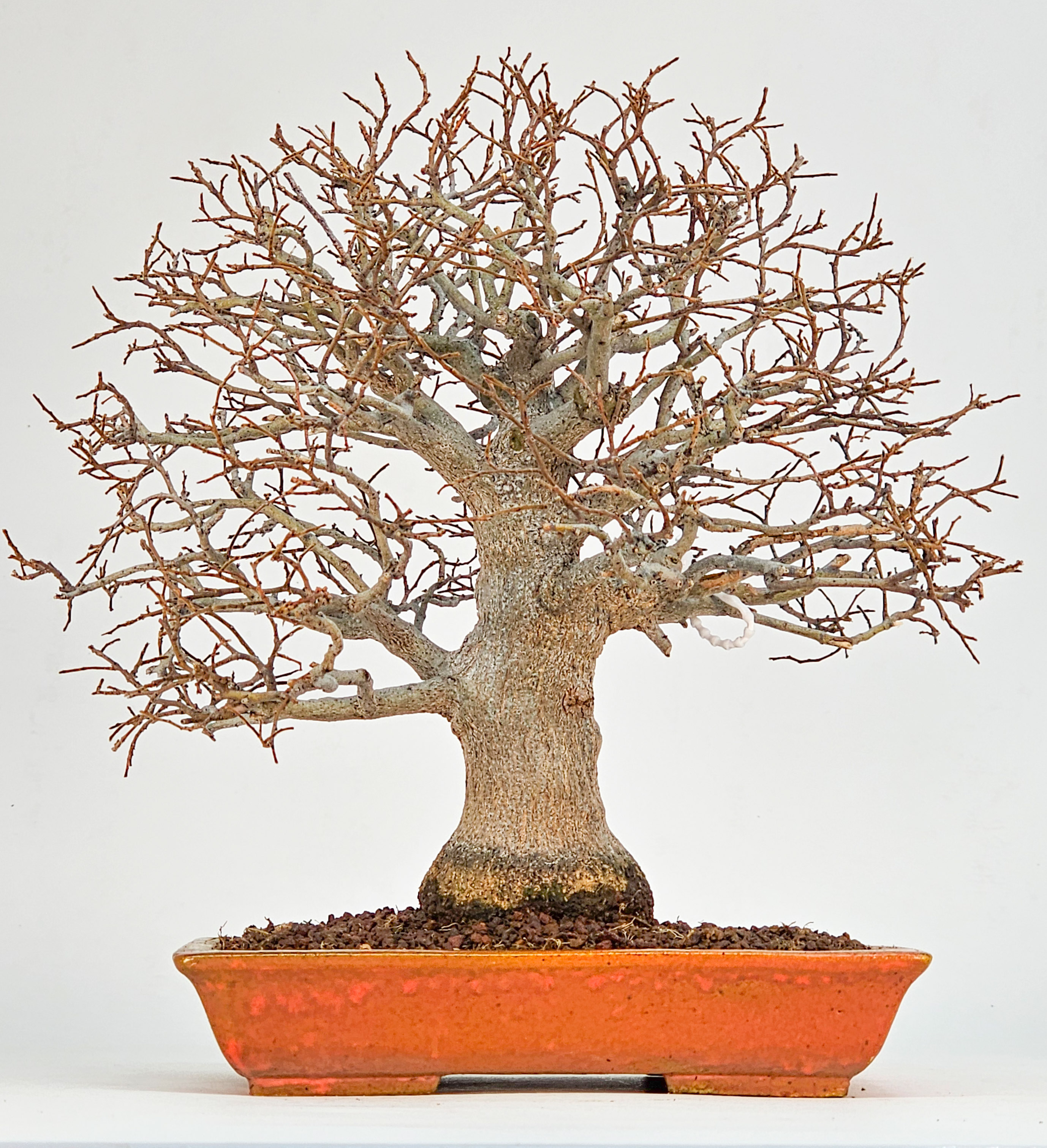 Bonsai Premium Zürgelbaum - Celtis sinensis Shohin 21cm