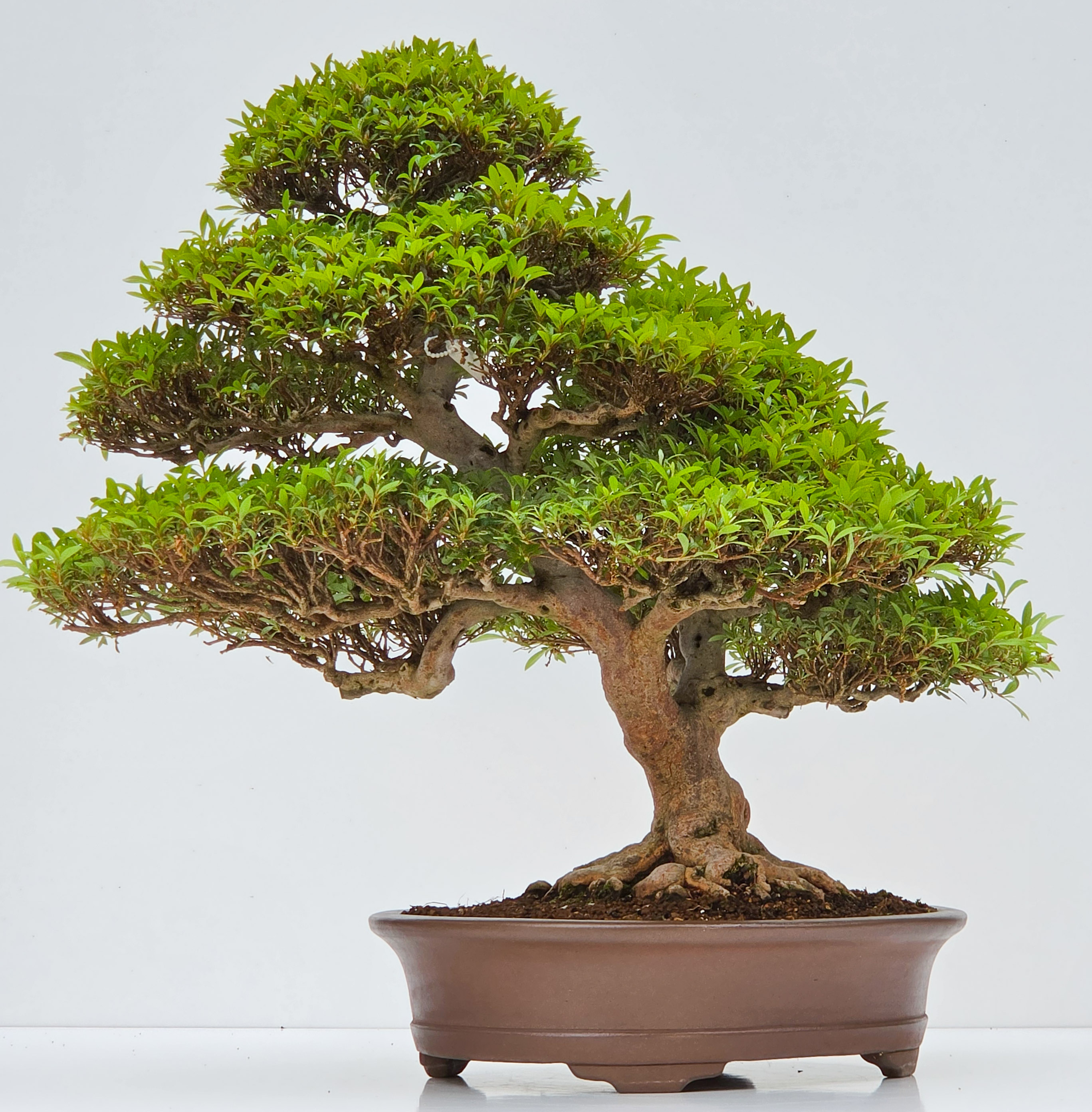Bonsai Premium Azalee -  Rhododendron indicum kinsai 60cm