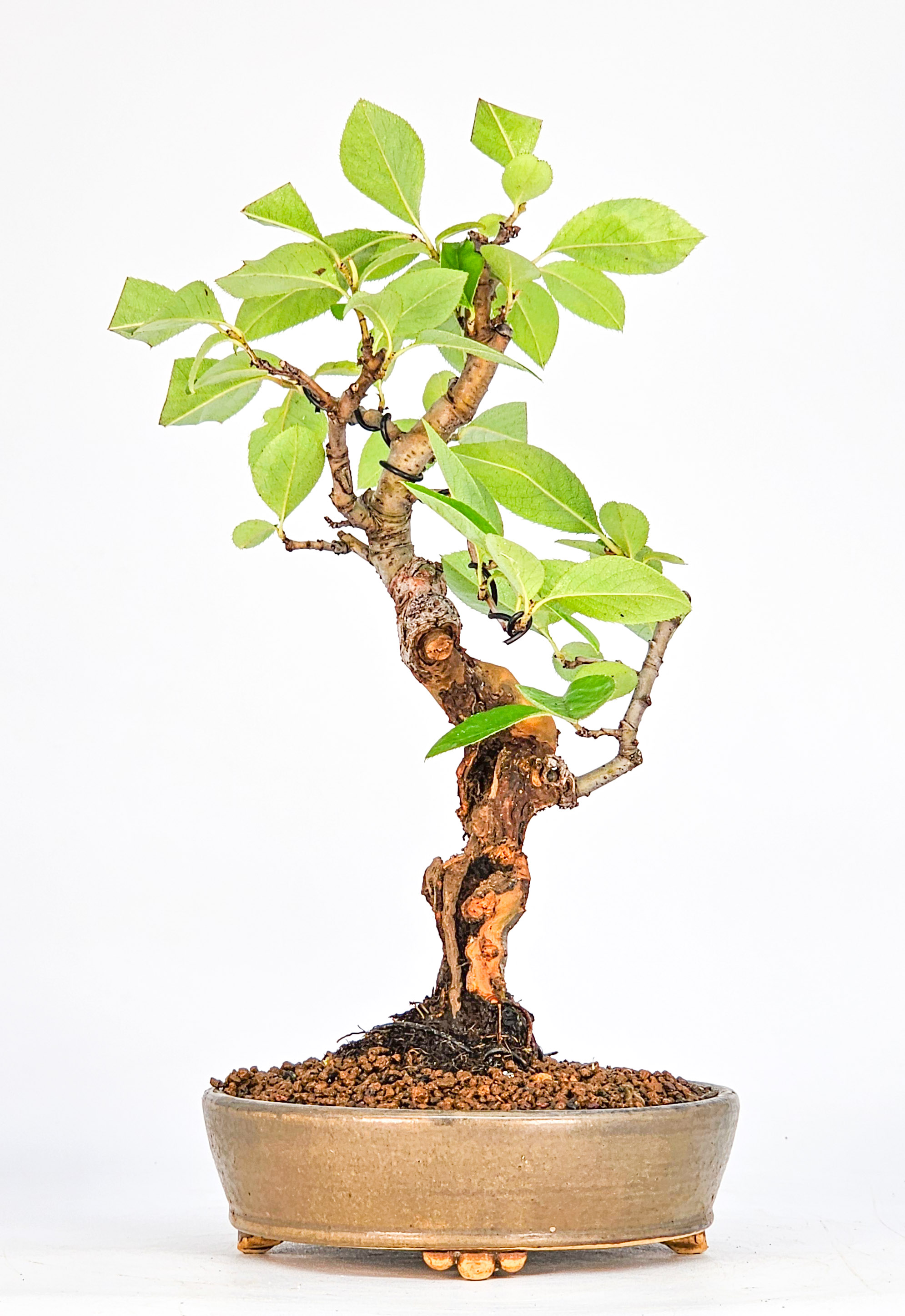 Bonsai Quitte - Pseudocydonia sinensis Shohin 21cm