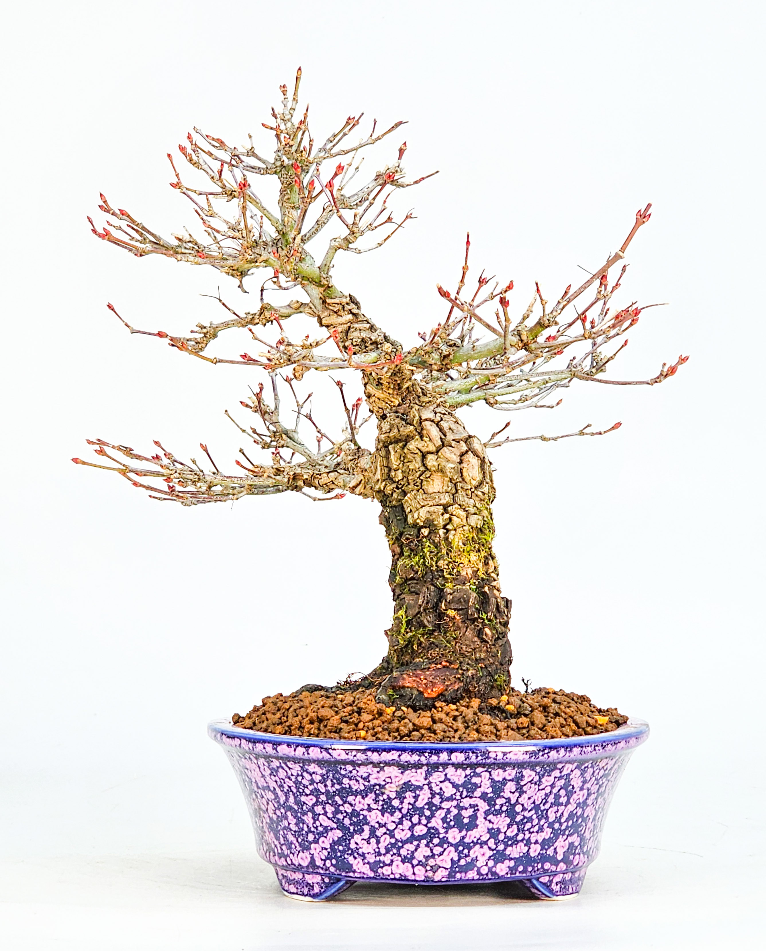 Bonsai Fächerahorn - Acer palmatum Arakawa Shohin 21cm Bonsai Fächerahorn - Acer palmatum Arakawa Shohin 21cm