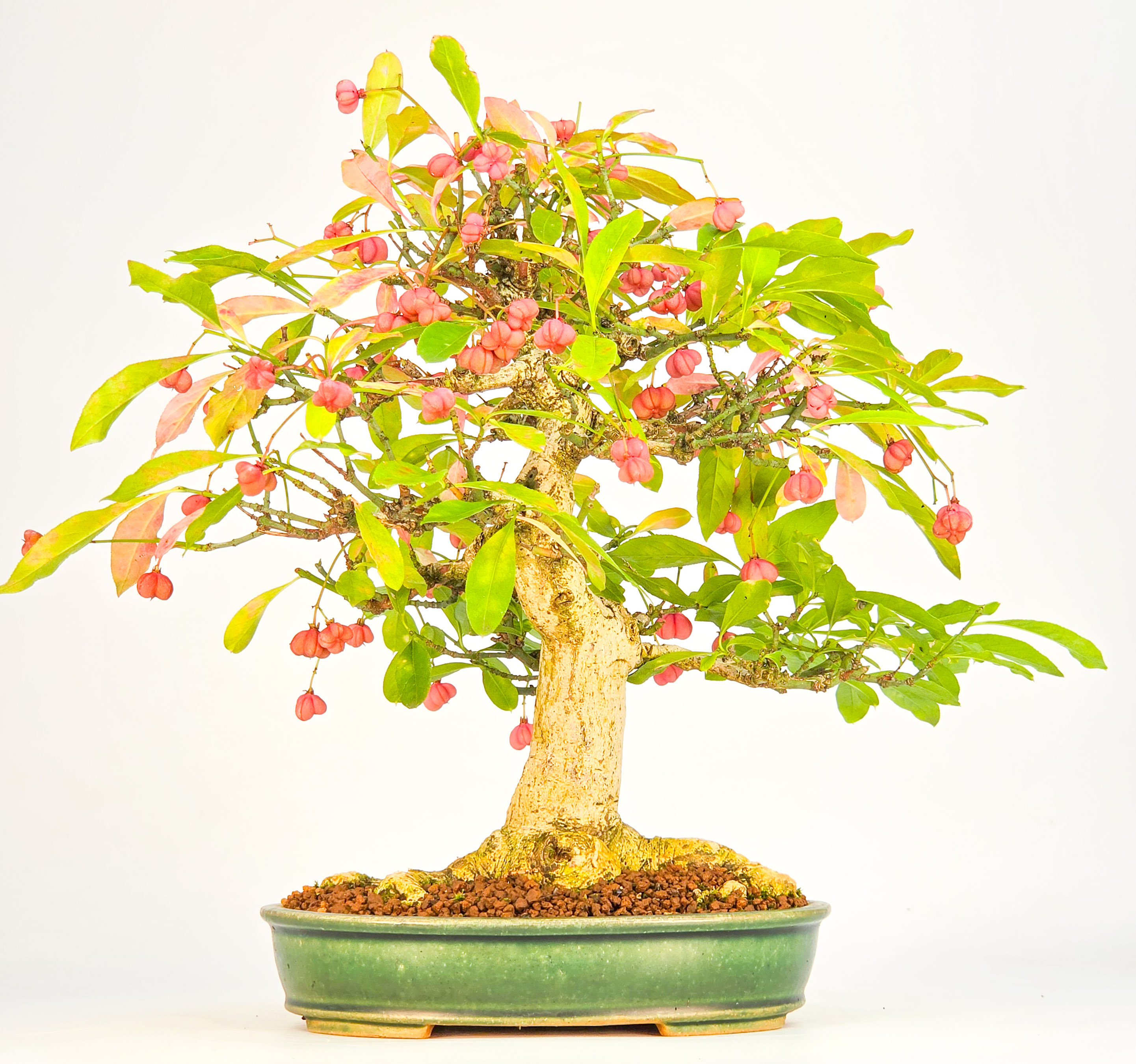 Bonsai Pfaffenhütchen - Euonymus europaeus 25cm