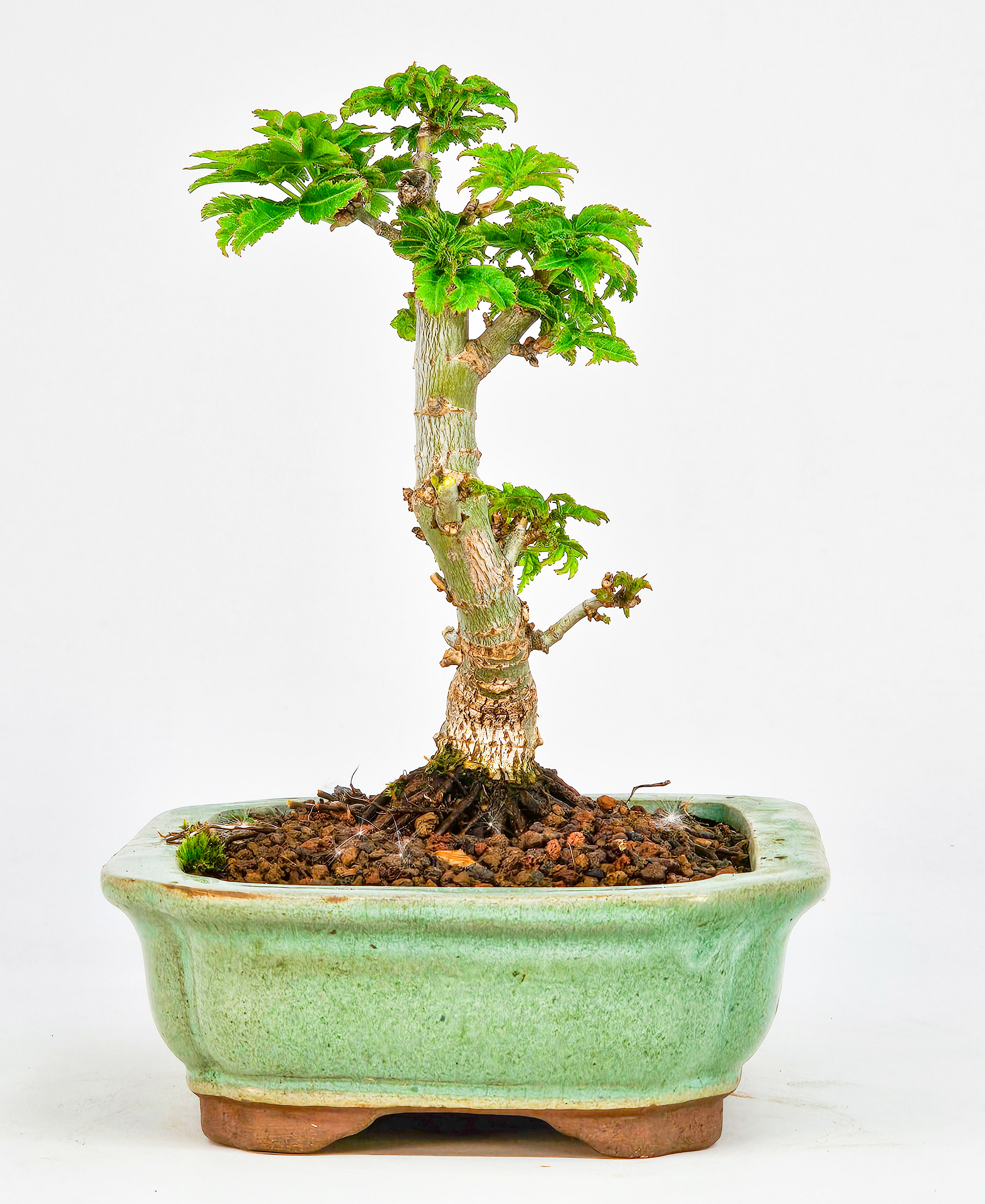 Bonsai Löwenkopfahorn- Acer palmatum Shishigashira Shohin 11cm   