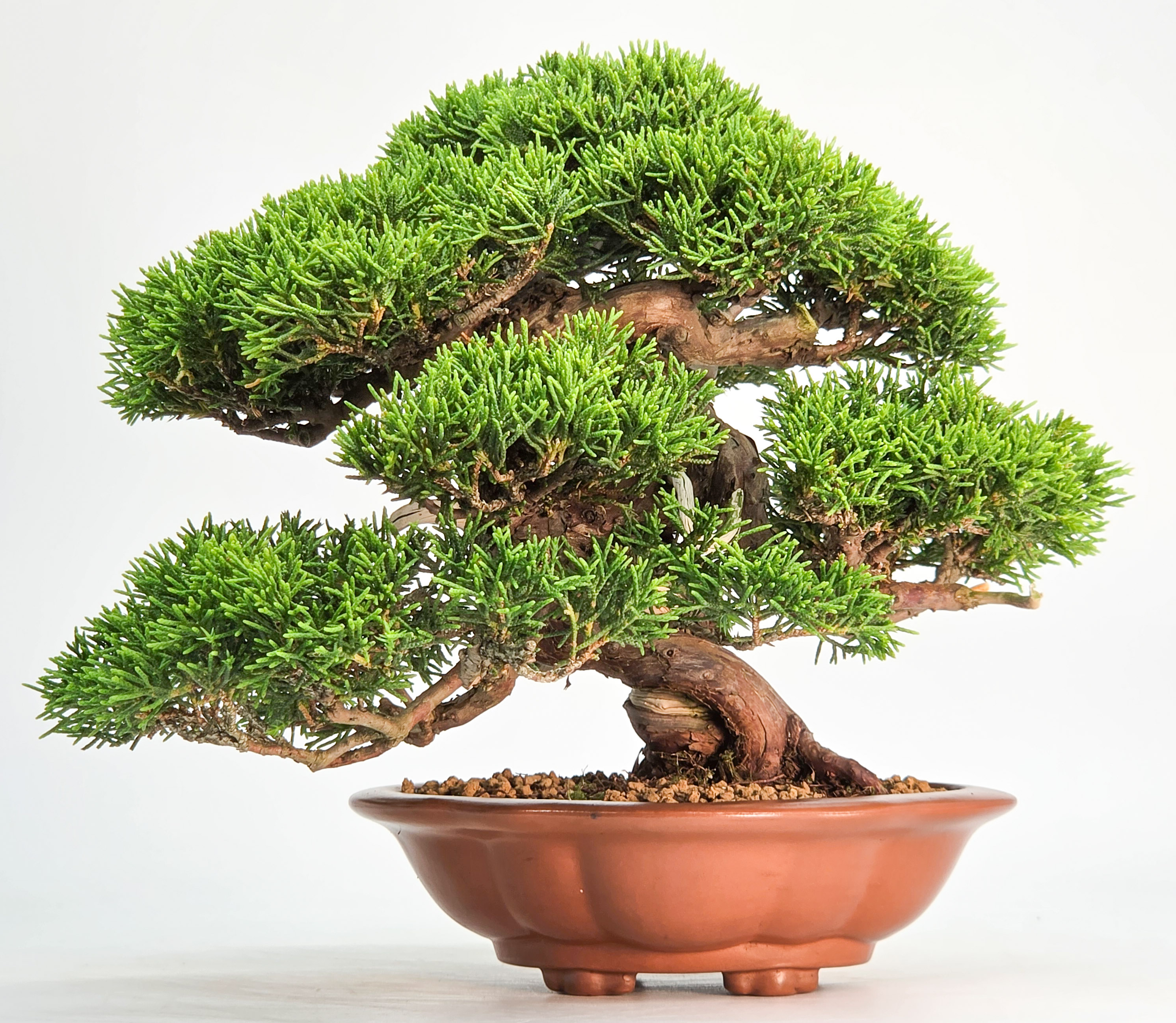 Bonsai Premium Wacholder - Juniperus chinensis Shohin 17cm