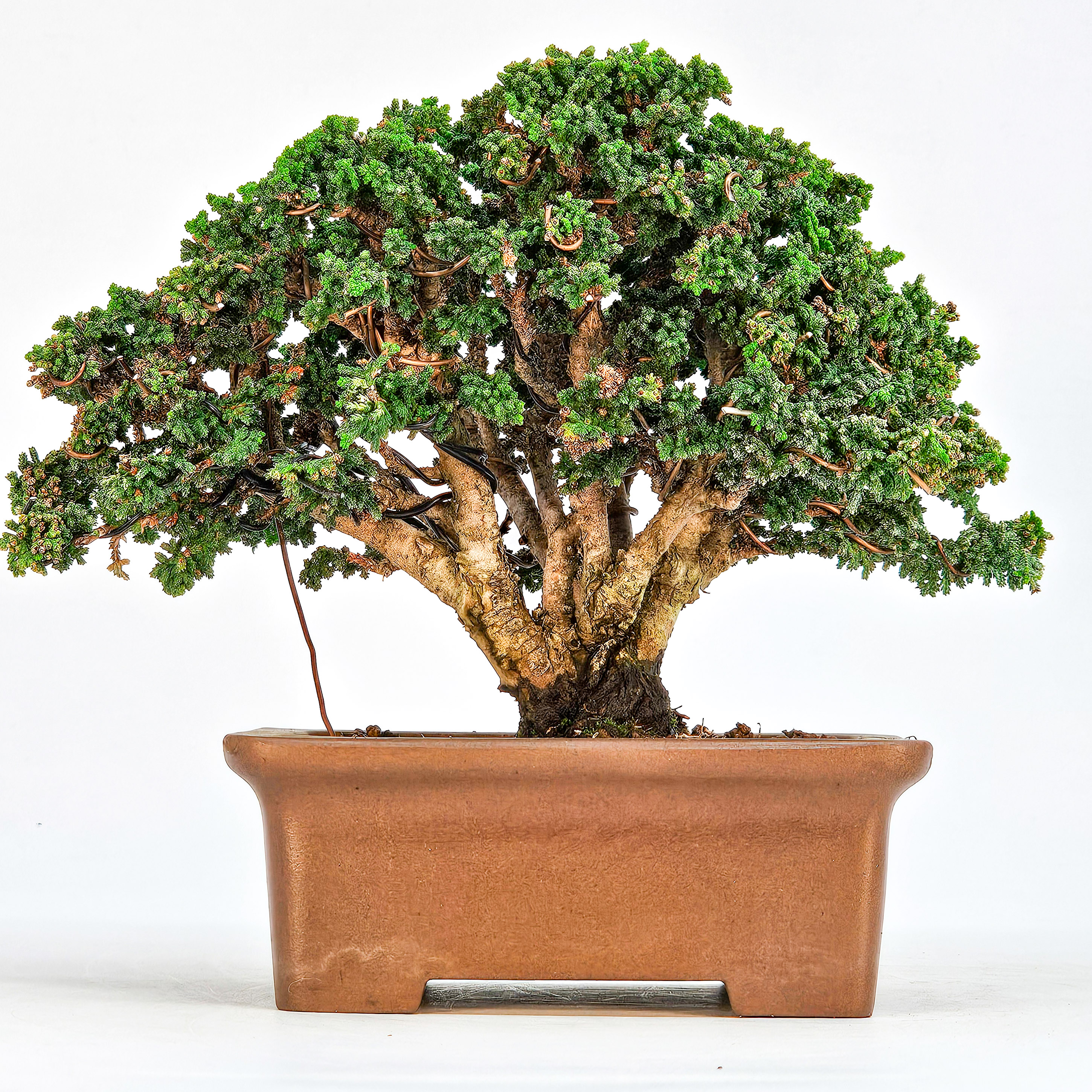 Bonsai Chamaecyparis obtusa Sekka hinoki Shohin 12,5cm