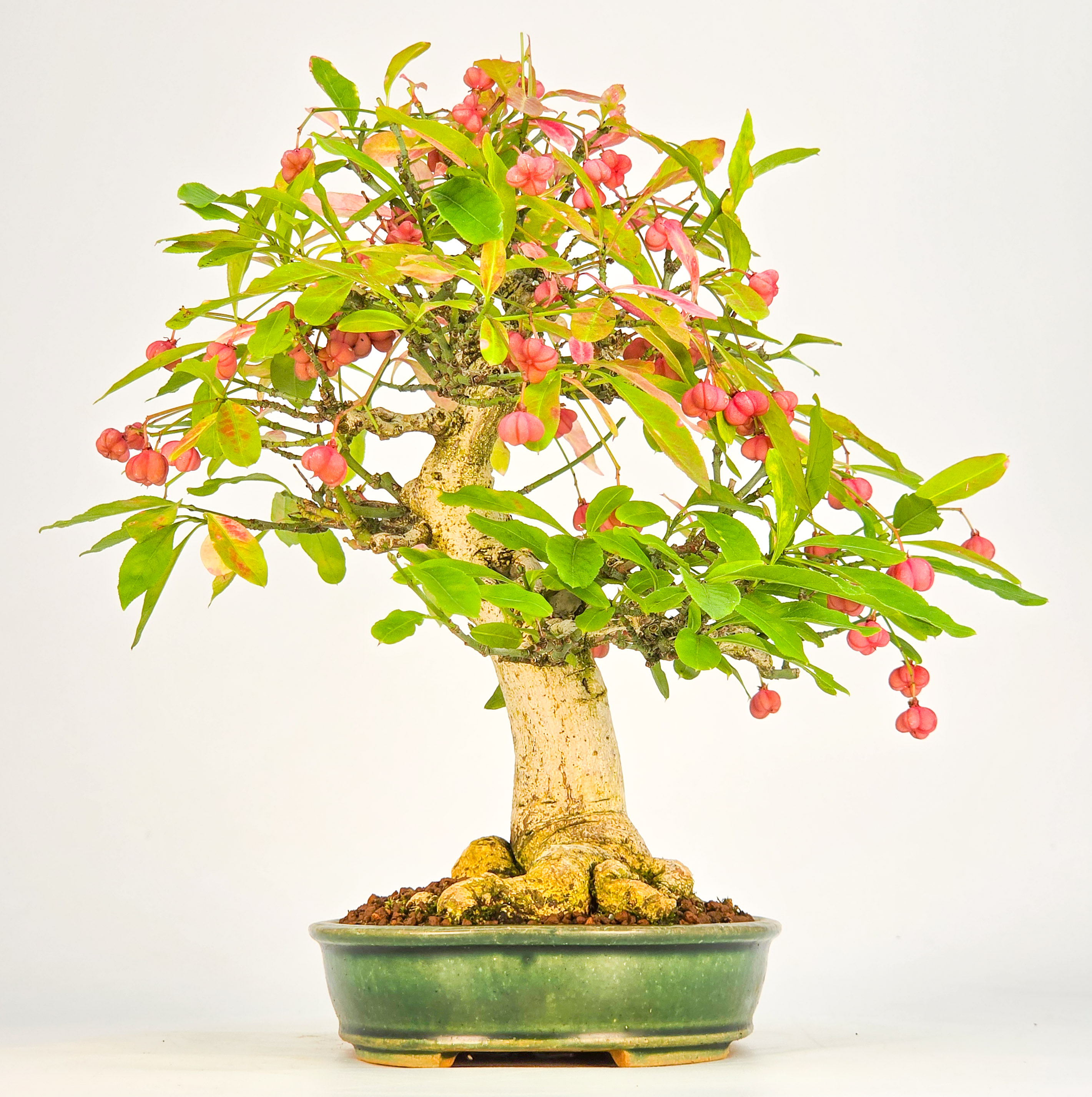 Bonsai Pfaffenhütchen - Euonymus europaeus 25cm