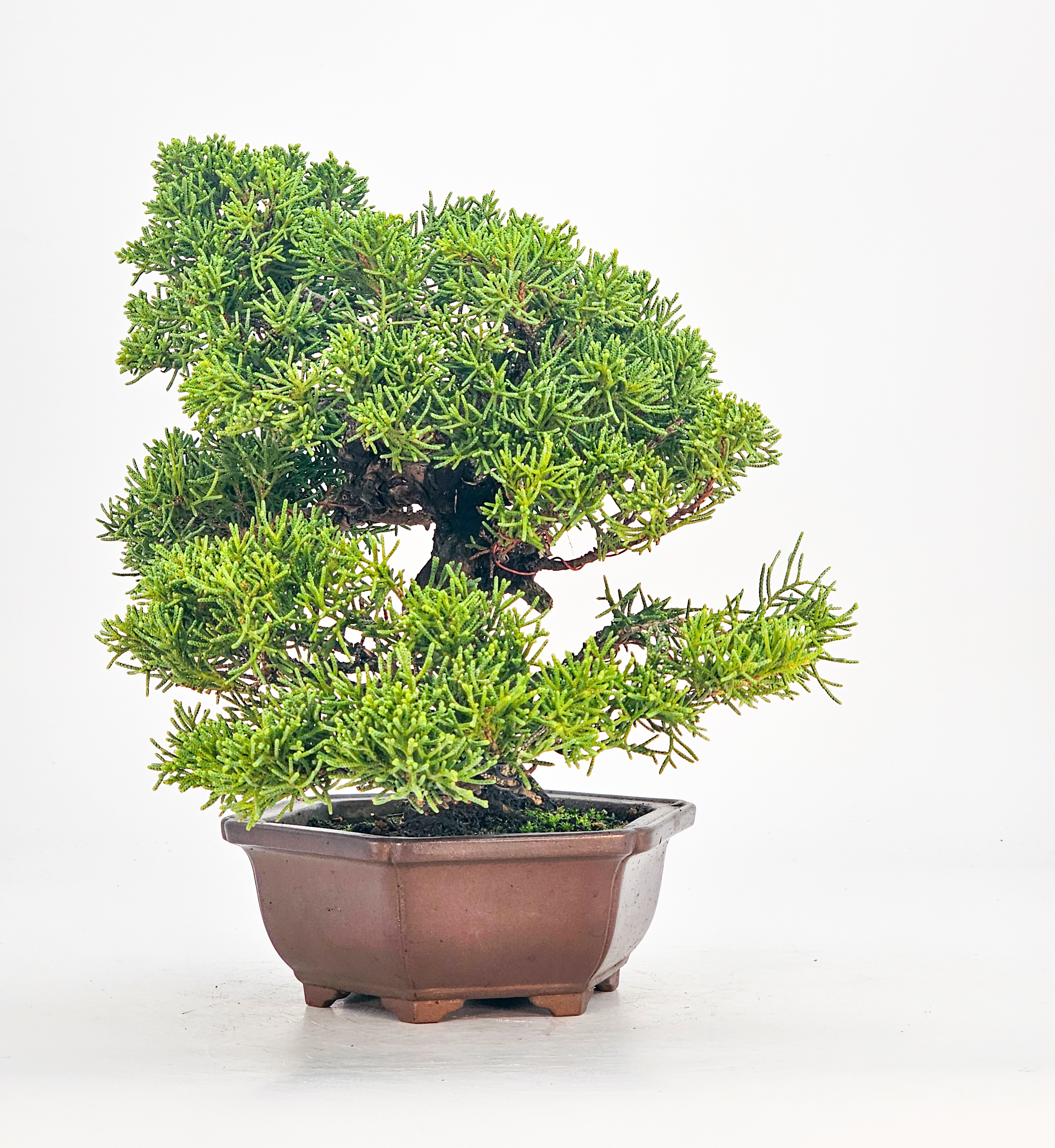 Bonsai Wacholder Juniperus chinensis Shohin 21cm