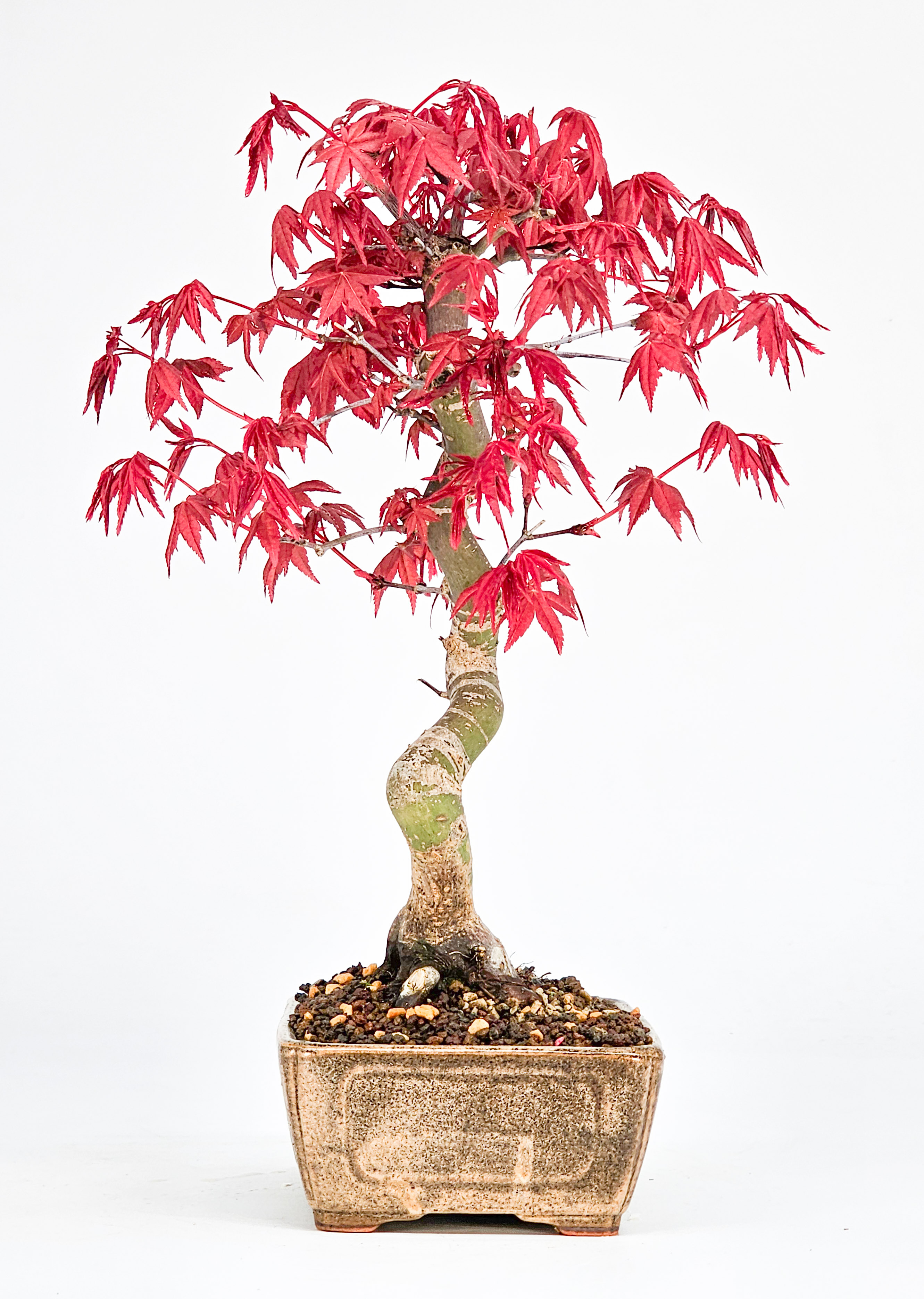 Bonsai Fächerahorn Acer palmatum Deshojo Shohin 21cm  