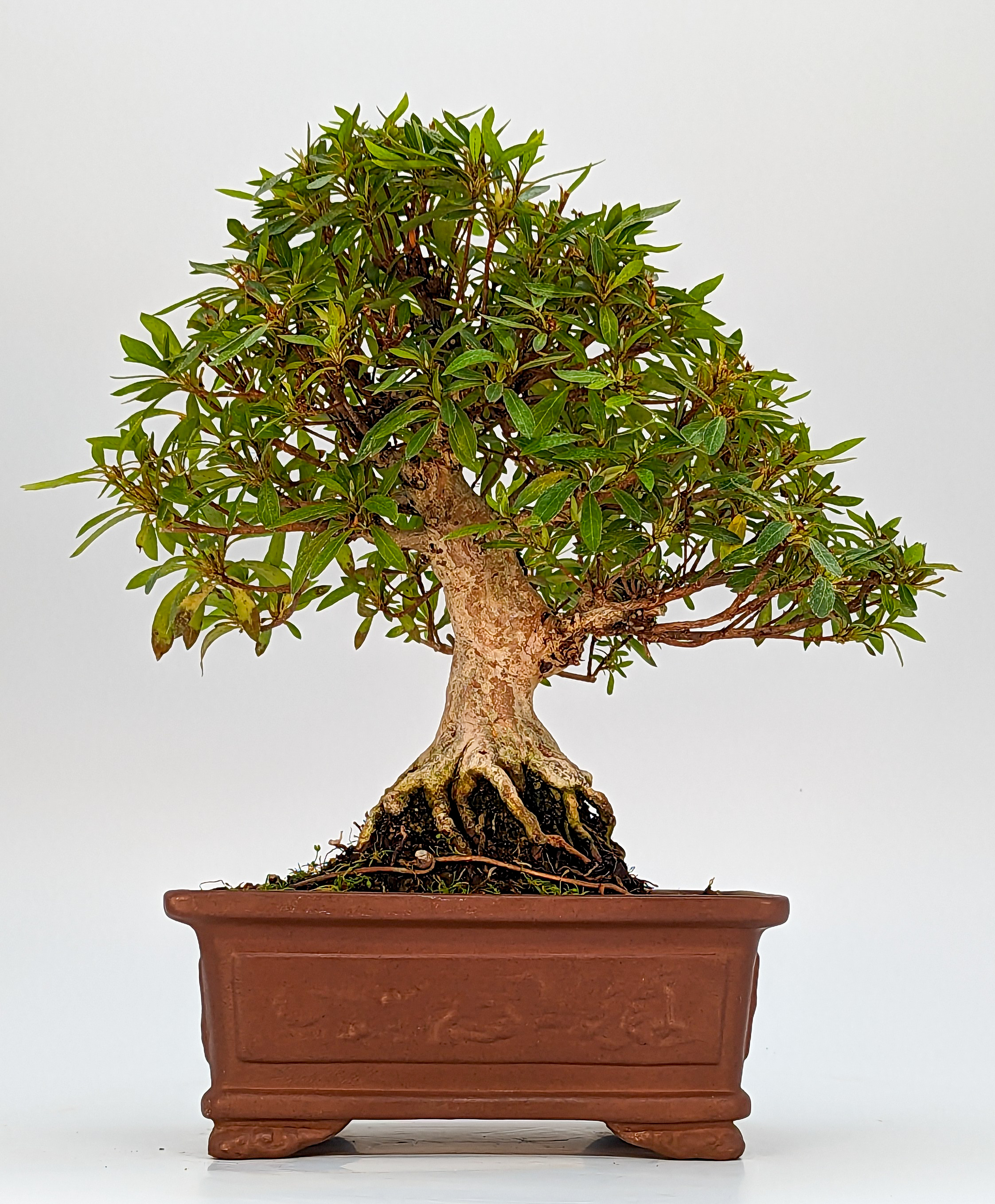 Bonsai Azalee Rhododendron indicum Shohin 21cm 