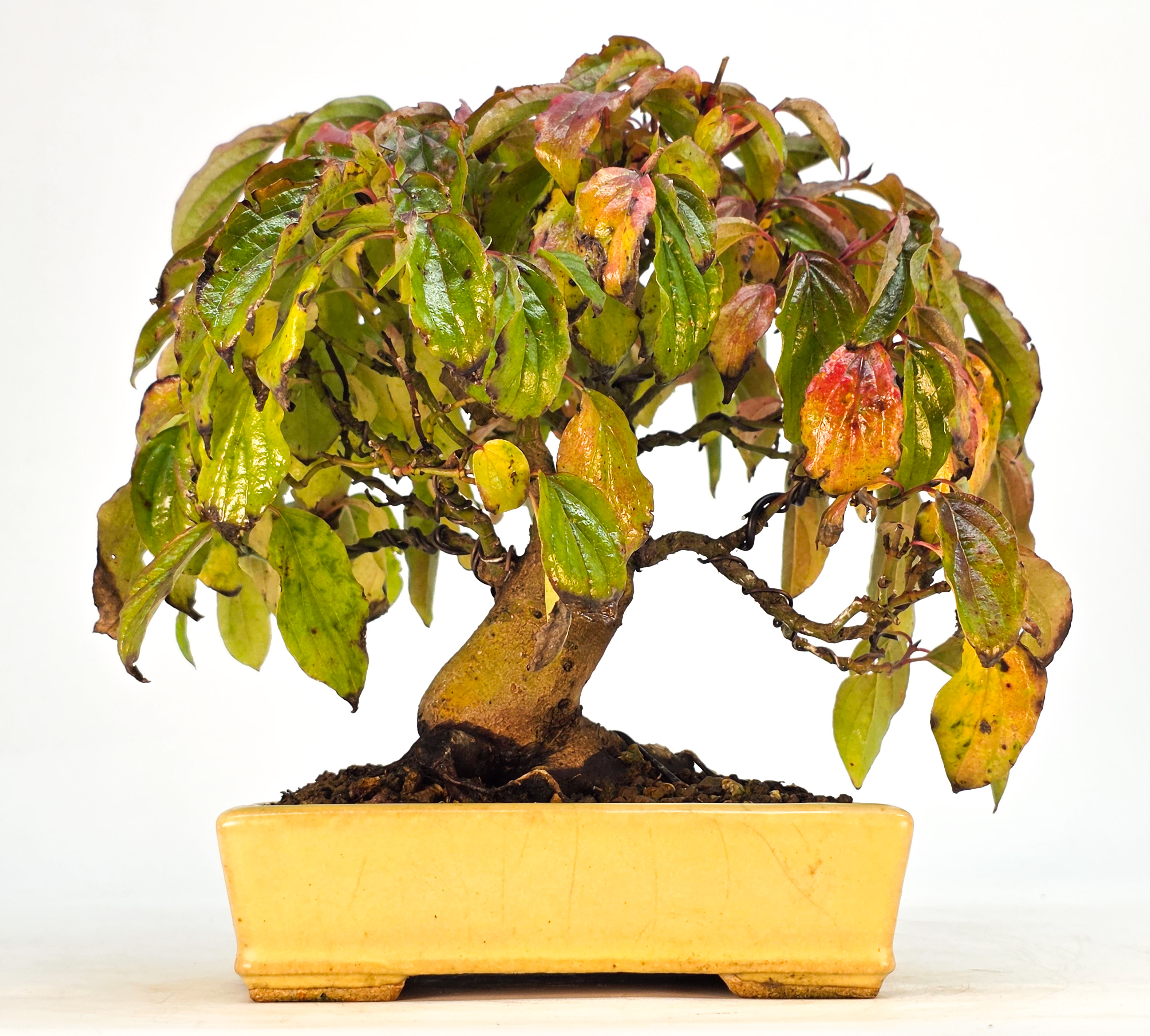 Bonsai Kornelkirsche - Cornus mas Shohin 15cm 