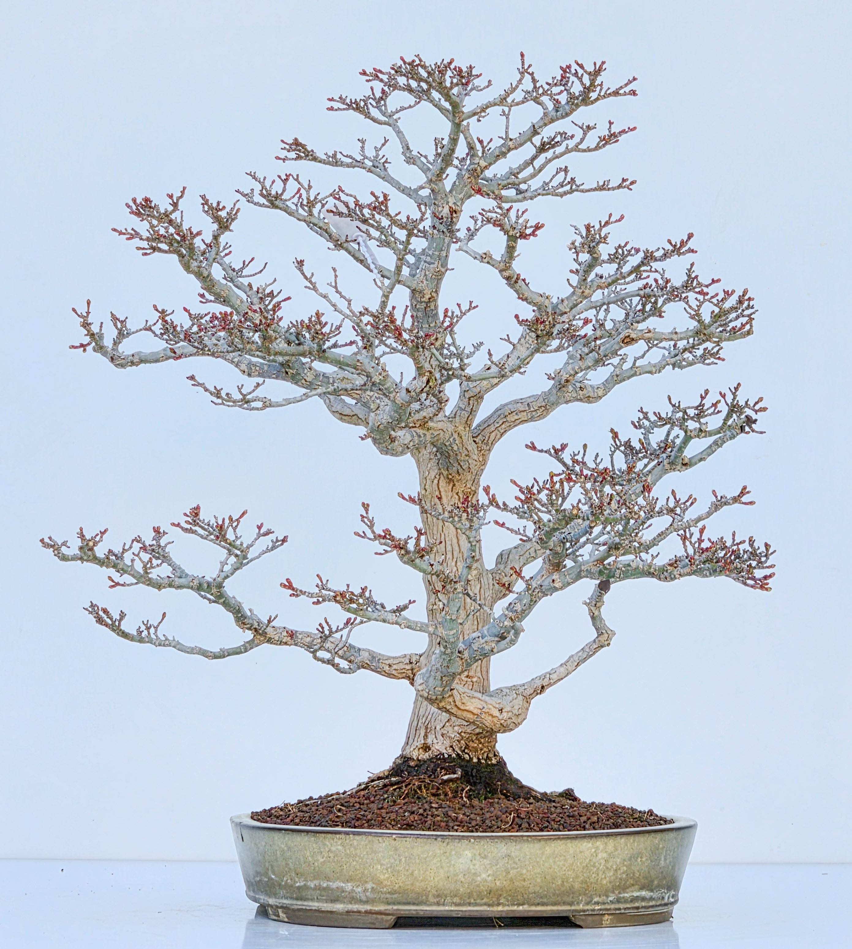 Bonsai Premium Löwenkopfahorn- Acer palmatum Shishigashira 47cm Video!!