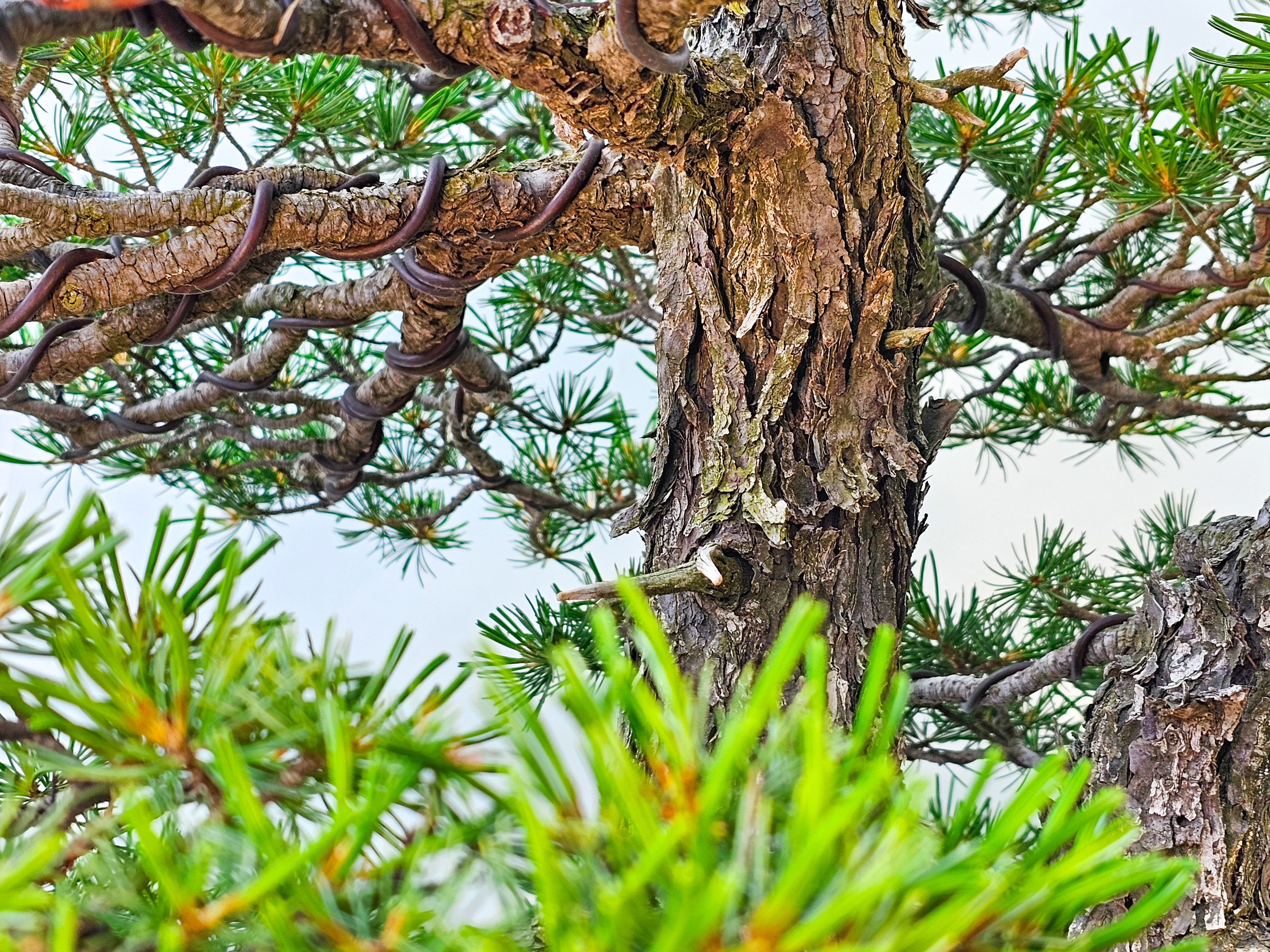 Bonsai Mädchenkiefer Pinus parviflora 93 cm Bonsai Mädchenkiefer Pinus parviflora 93 cm