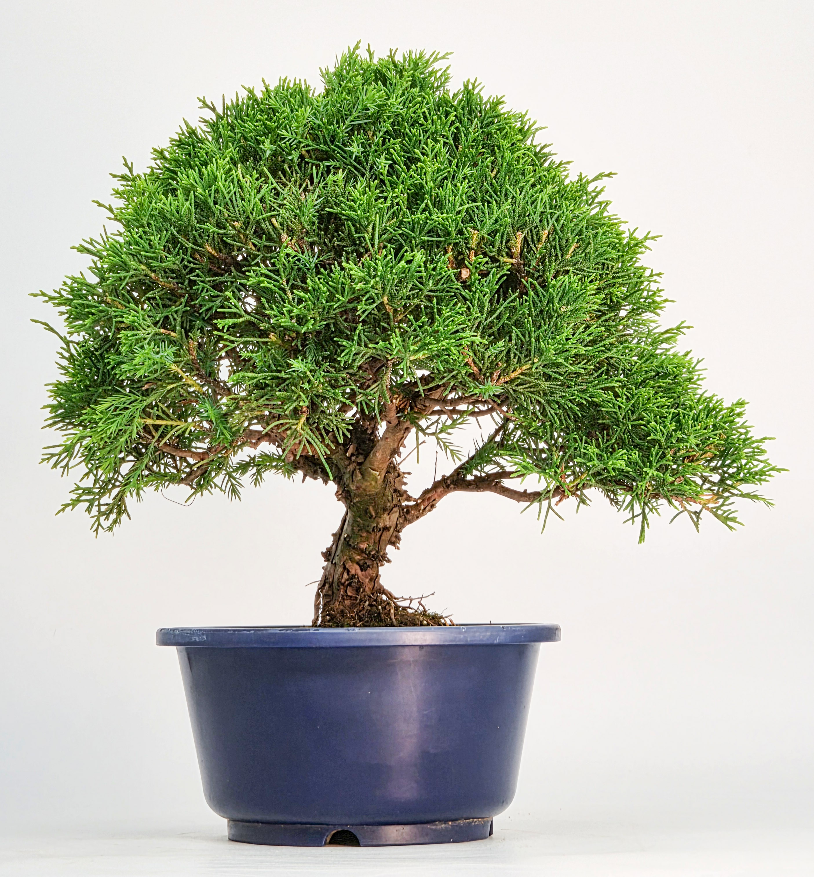 Bonsai Wacholder Juniperus chinensis shimpaku Shohin 21cm