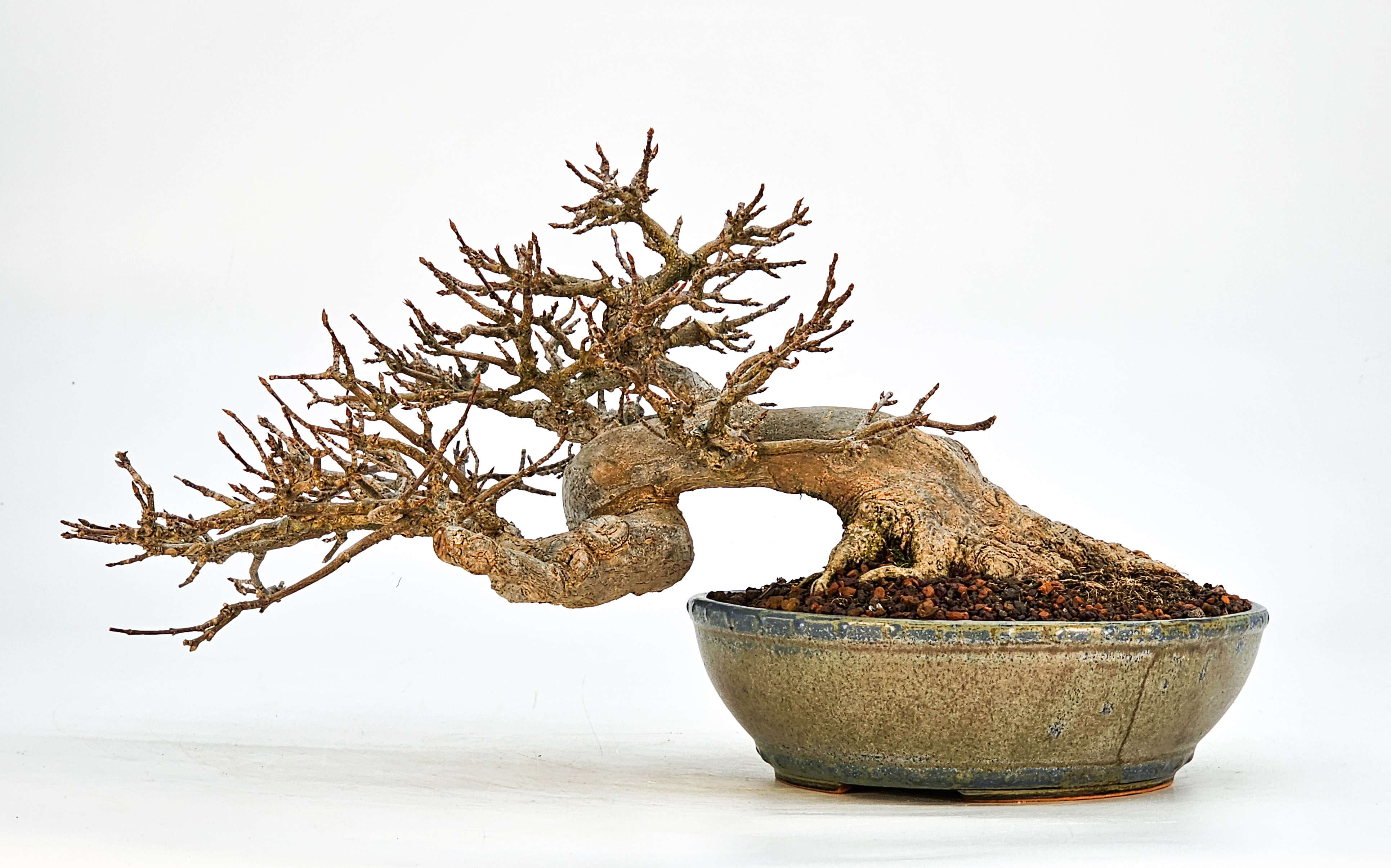 Bonsai Dreispitzahorn - Acer buergerianum 14cm Bonsai Dreispitzahorn - Acer buergerianum 14cm