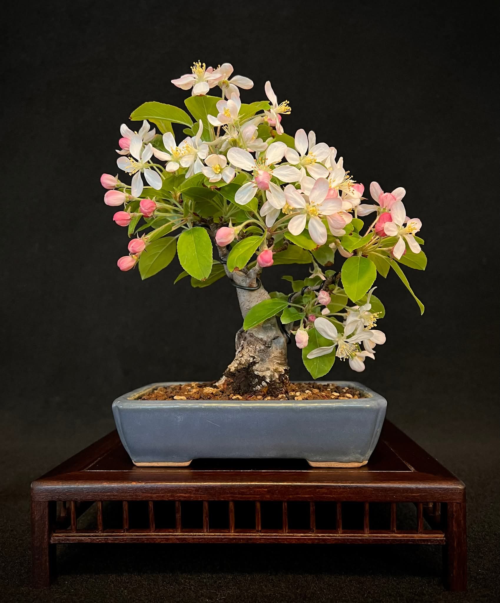 Bonsai Zierapfel  - Malus  15cm 