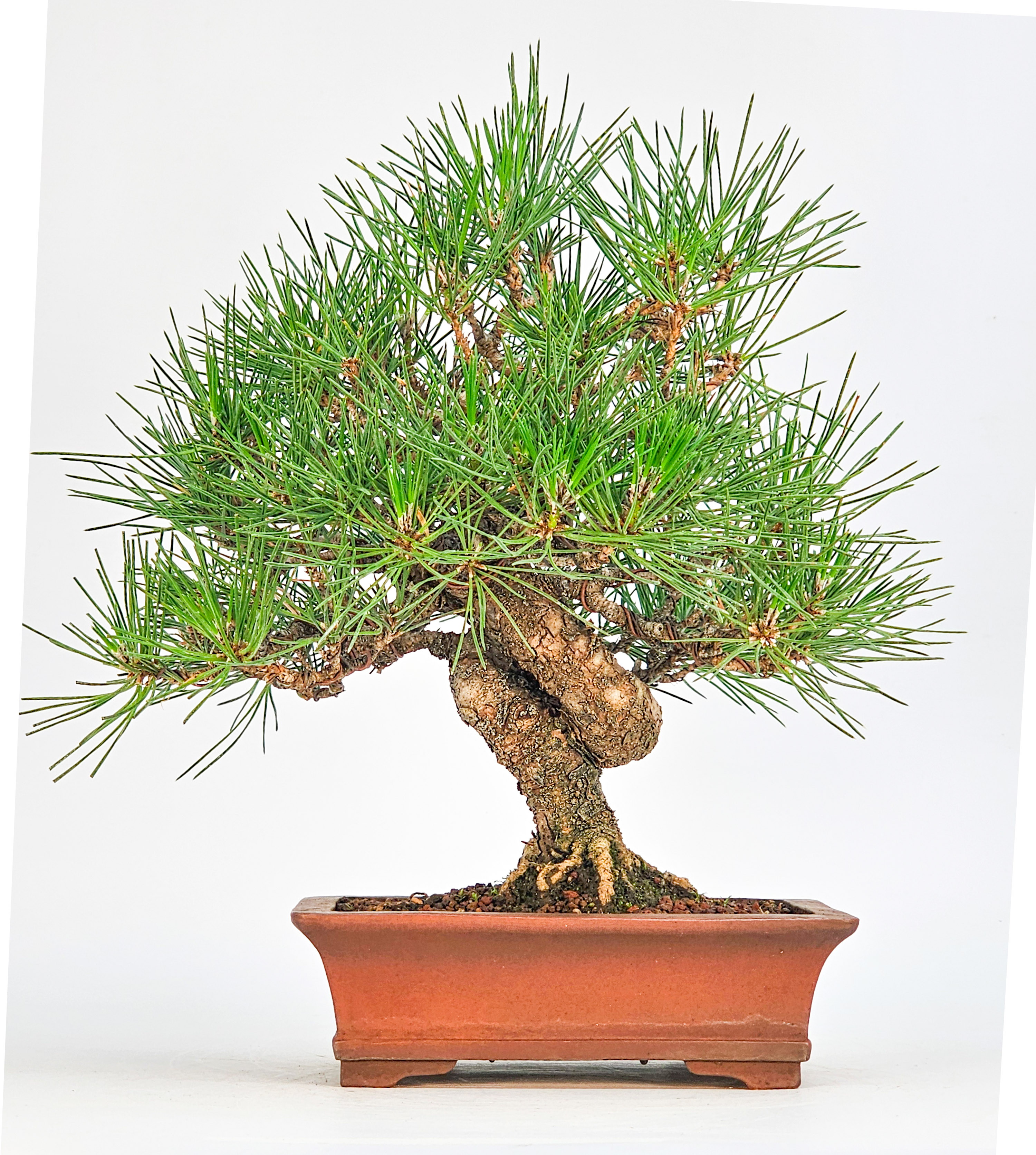 Bonsai Schwarzkiefer - Pinus thunbergii Shohin 21cm