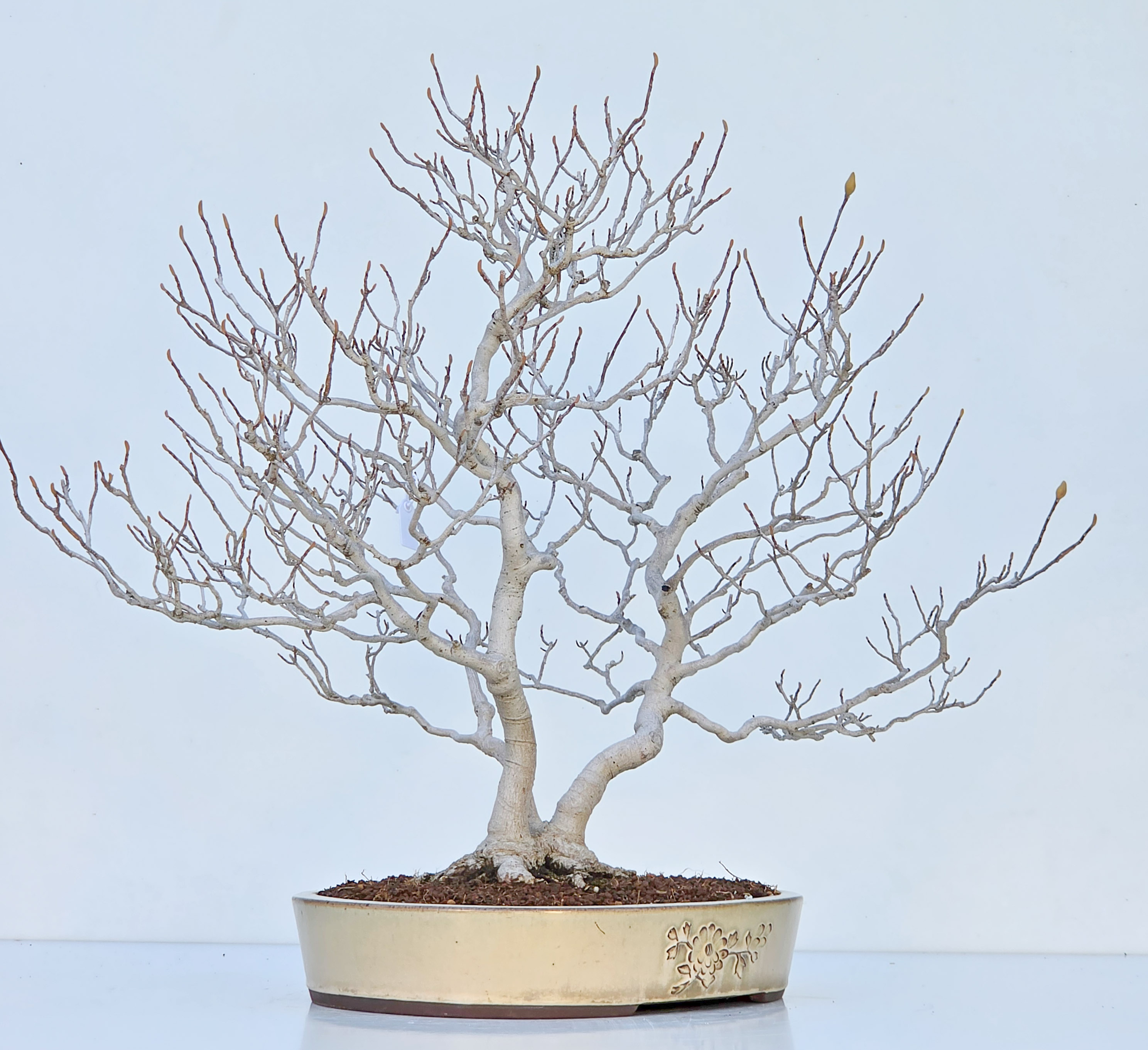 Bonsai Premium Magnolia kobus saucer - Magnolie 55cm
