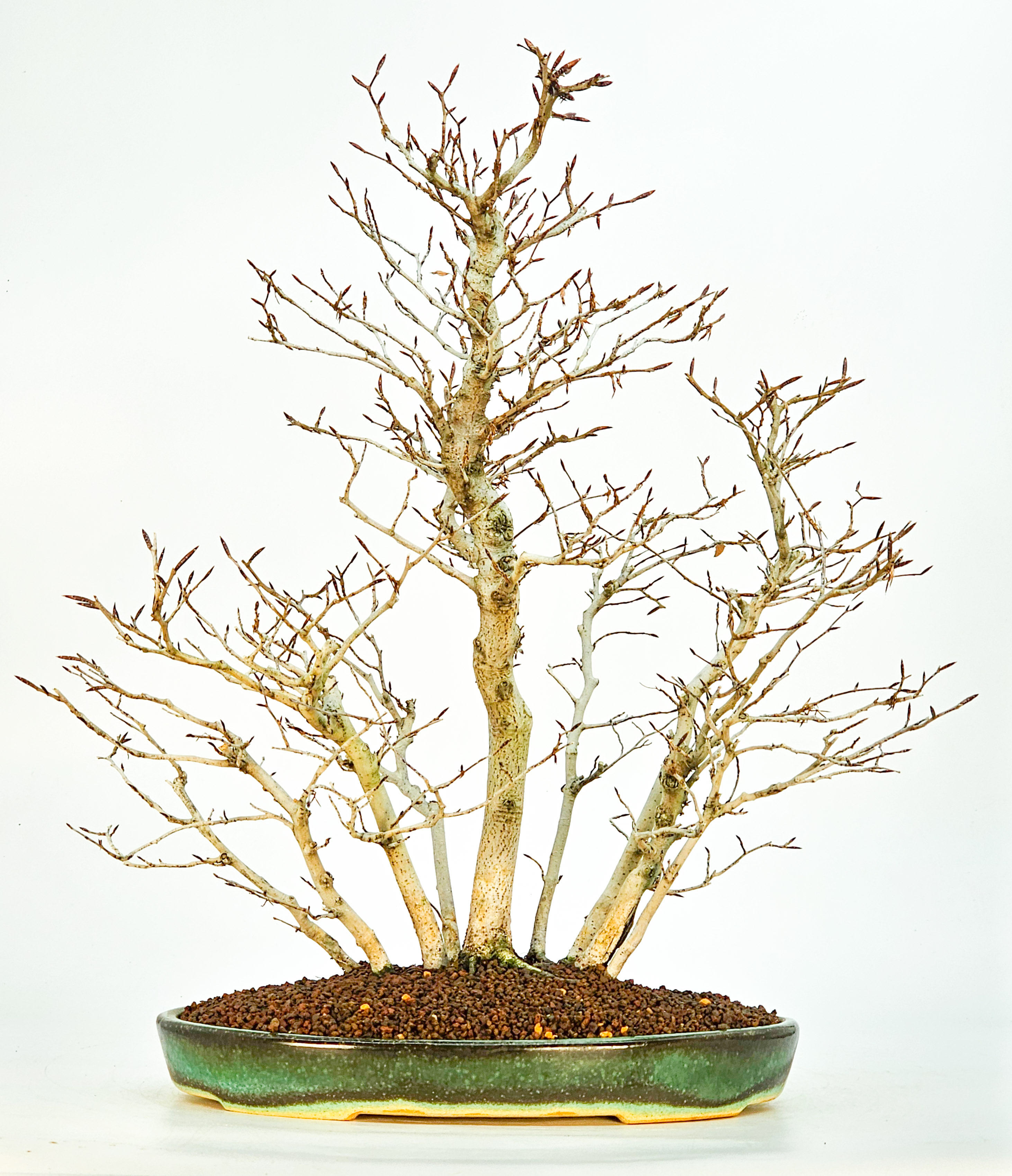 Bonsai Kerbbuche Fagus Crenata 44cm