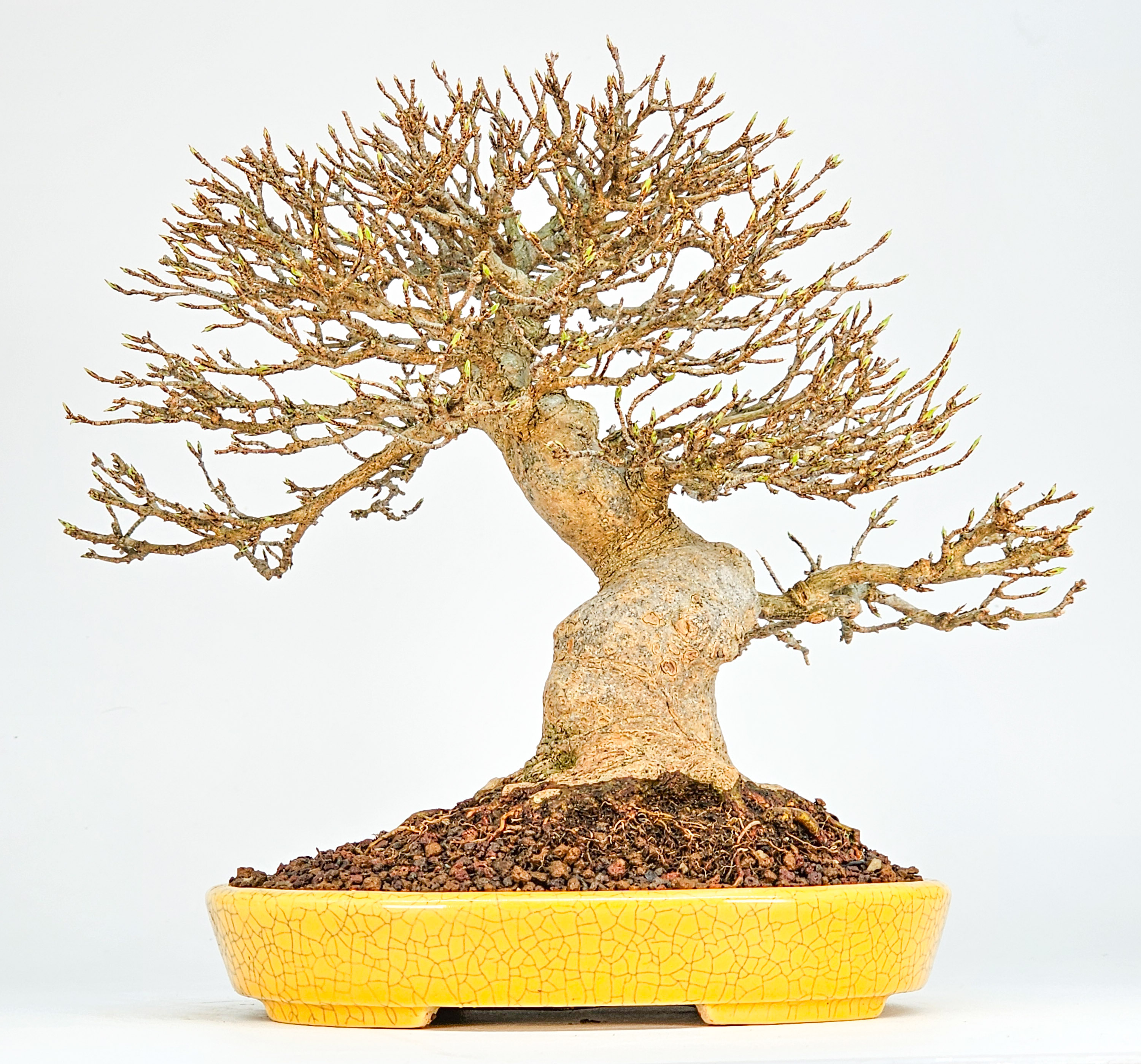Bonsai Premium Dreispitzahorn - Acer buergerianum Shohin 20cm Video!!