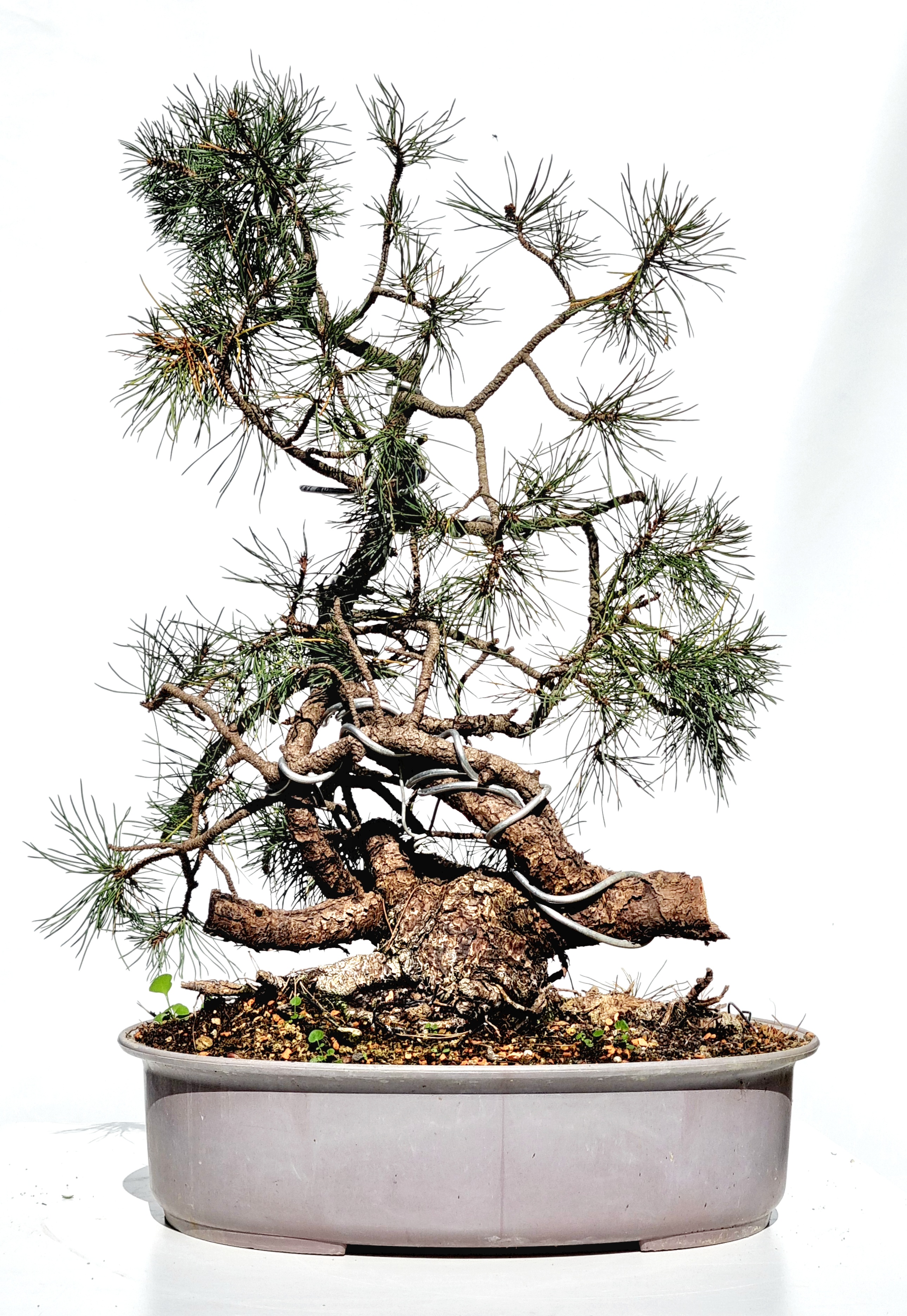 Bonsai Bergkiefer - Pinus Mugo 60cm 