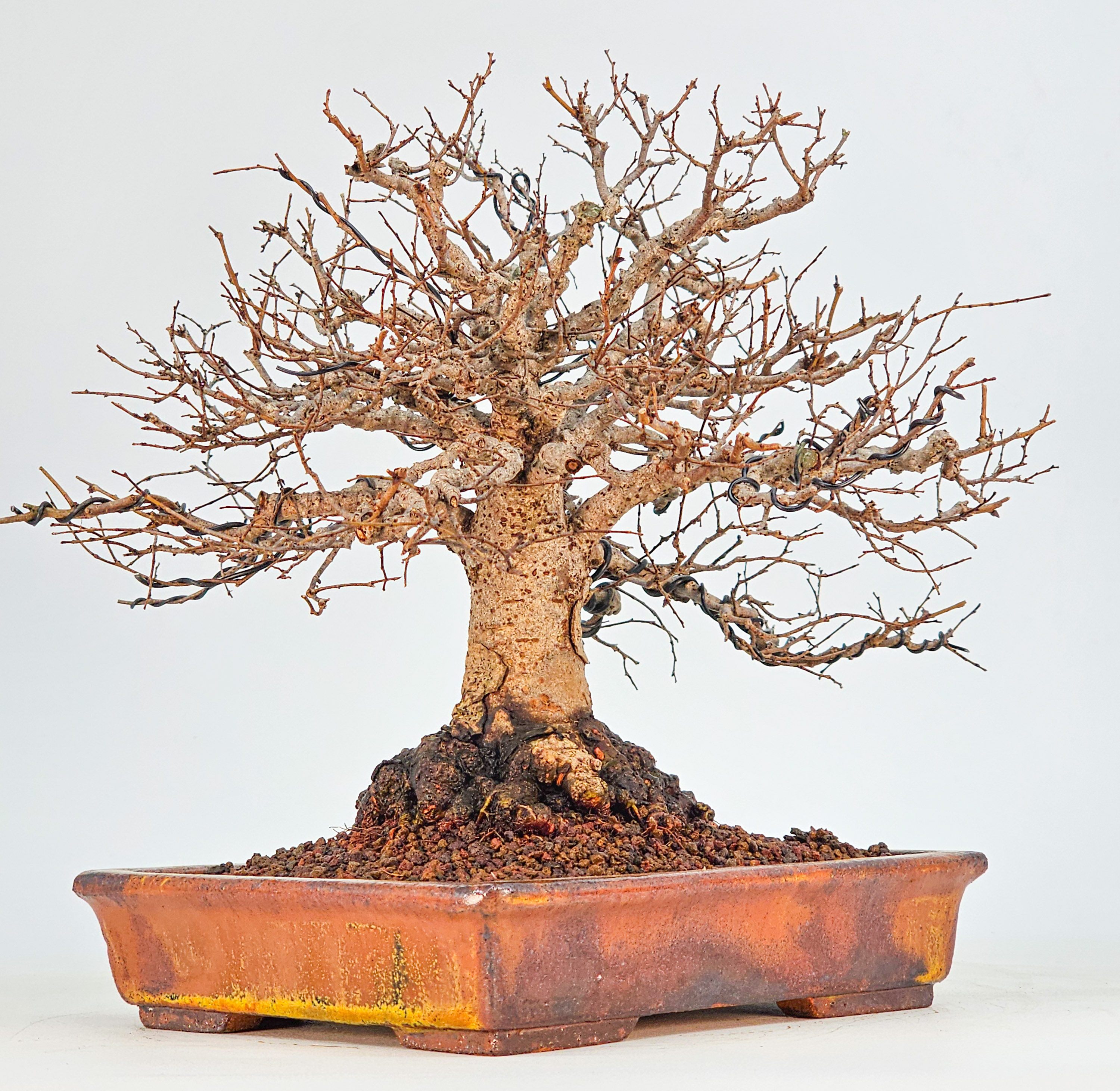 Bonsai Premium Zelkova serrata Shohin 18cm