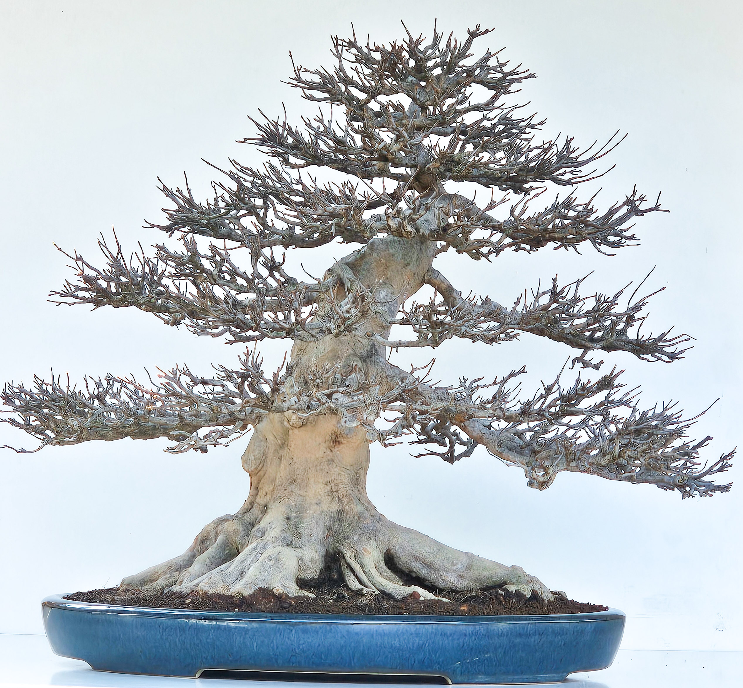 Bonsai Dreispitzahorn - Acer buergerianum 62cm - Video!! Bonsai Dreispitzahorn - Acer buergerianum 62cm - Video!!