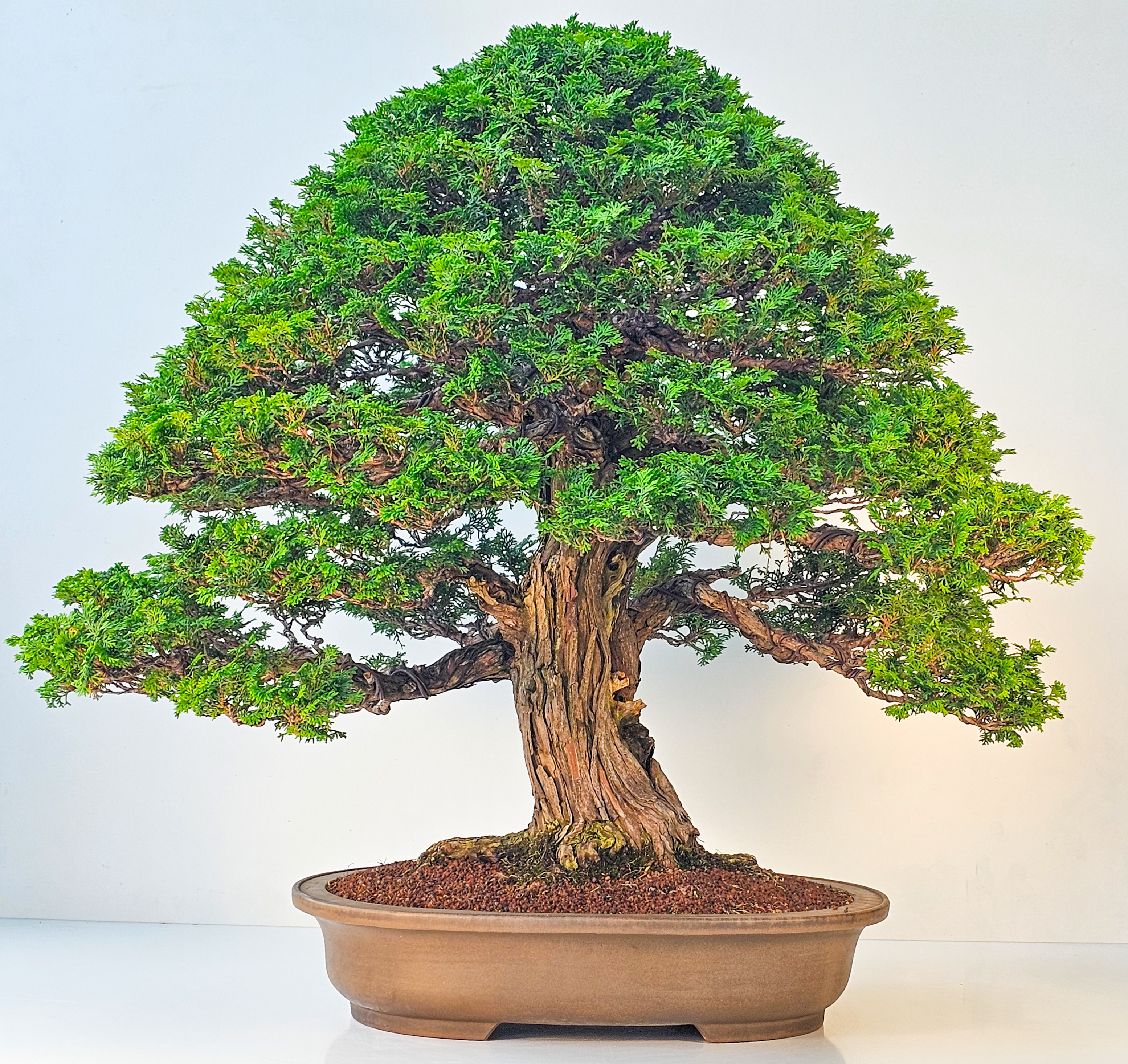 Bonsai Chamaecyparis obtusa  70 cm
