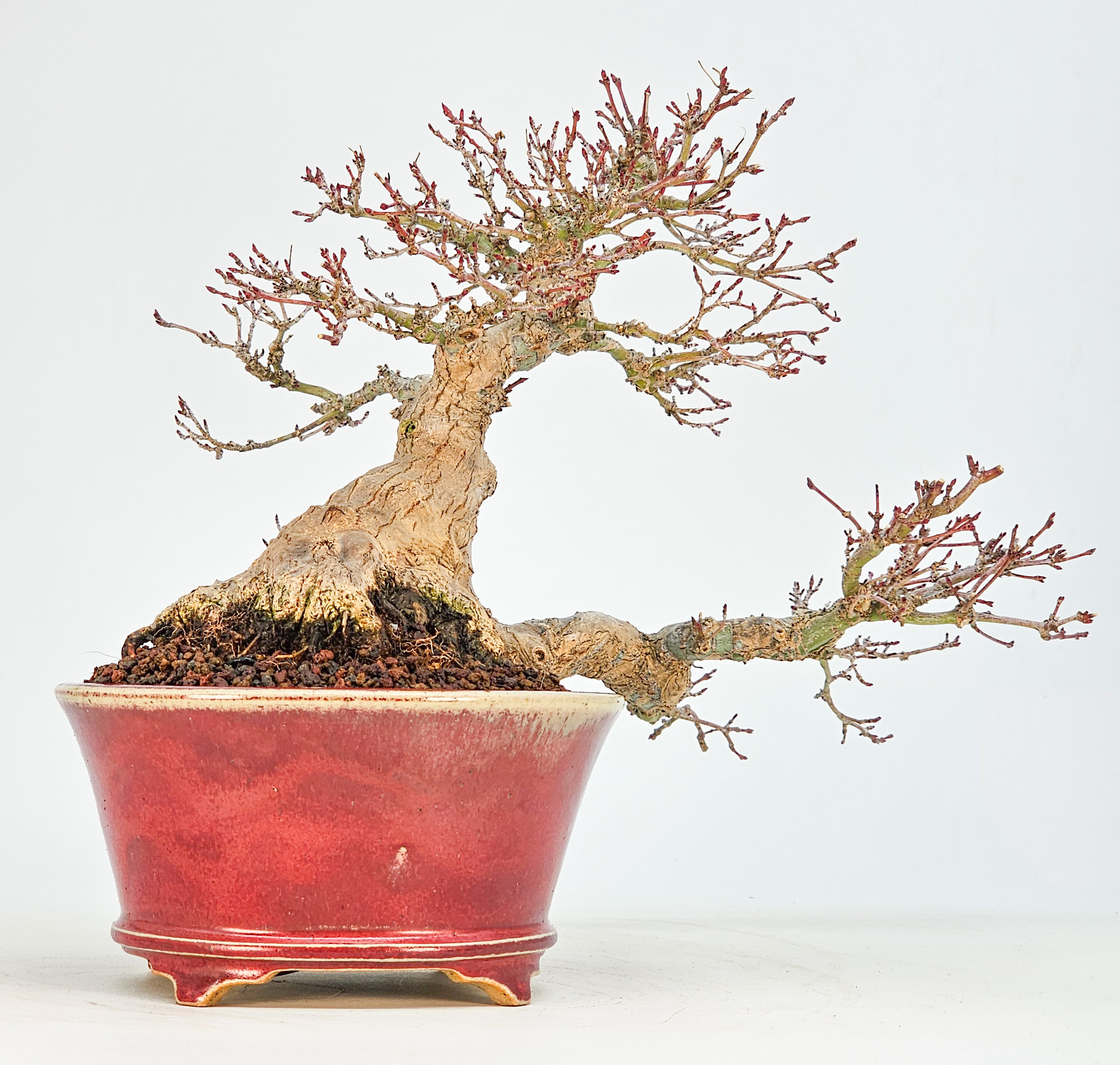 Bonsai Premium  Fächerahorn - Acer palmatum Shohin 17cm