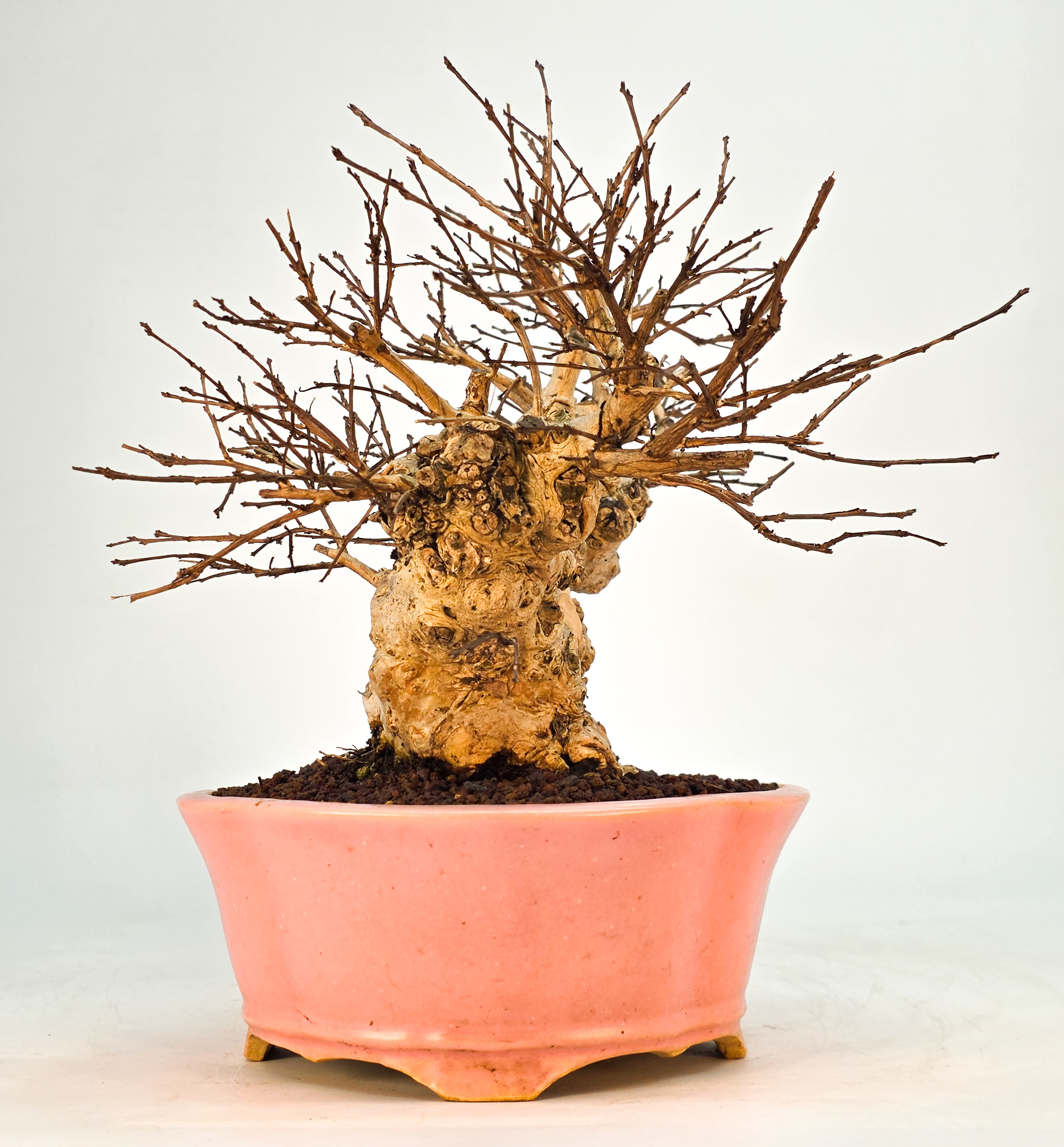 Bonsai Kreppmyrte  - Lagerstroemia indica Shohin 19cm