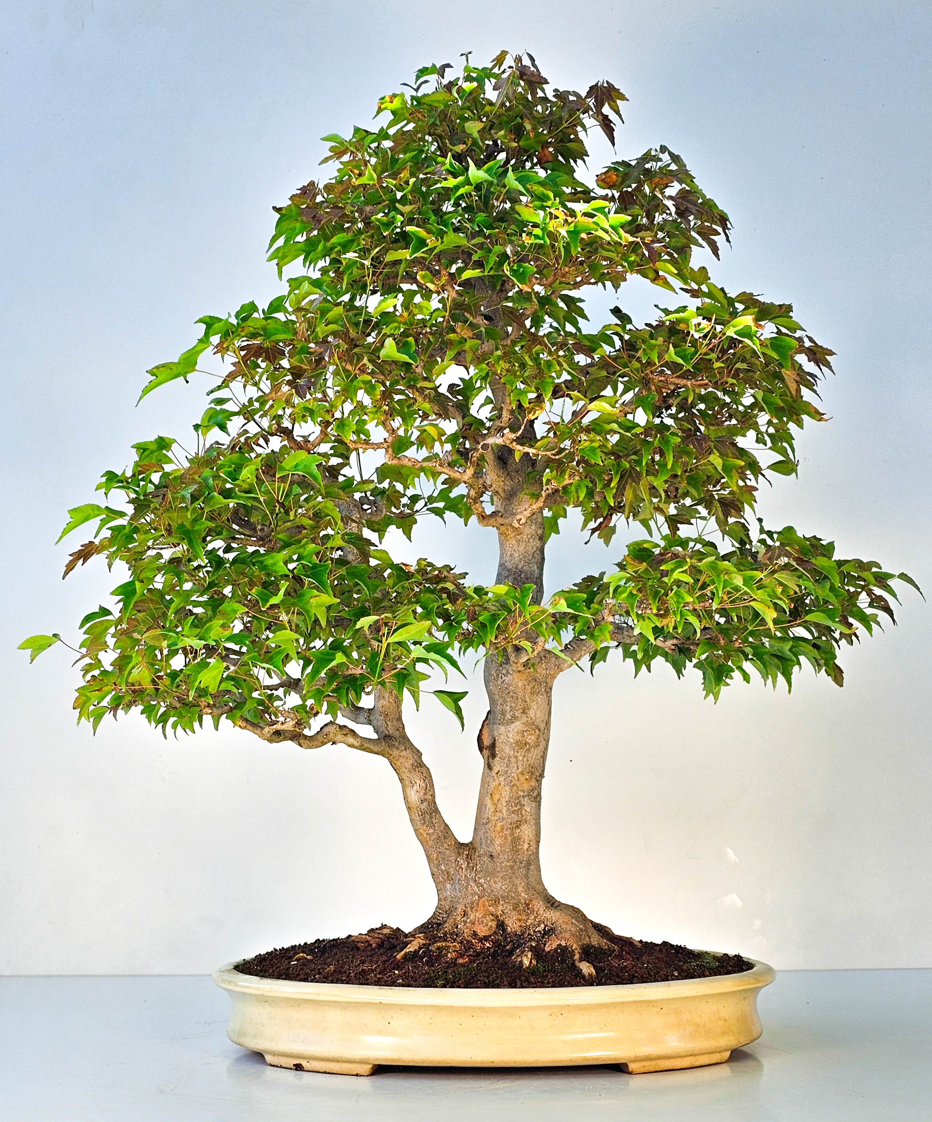 Bonsai Dreispitzahorn - Acer buergerianum 62cm