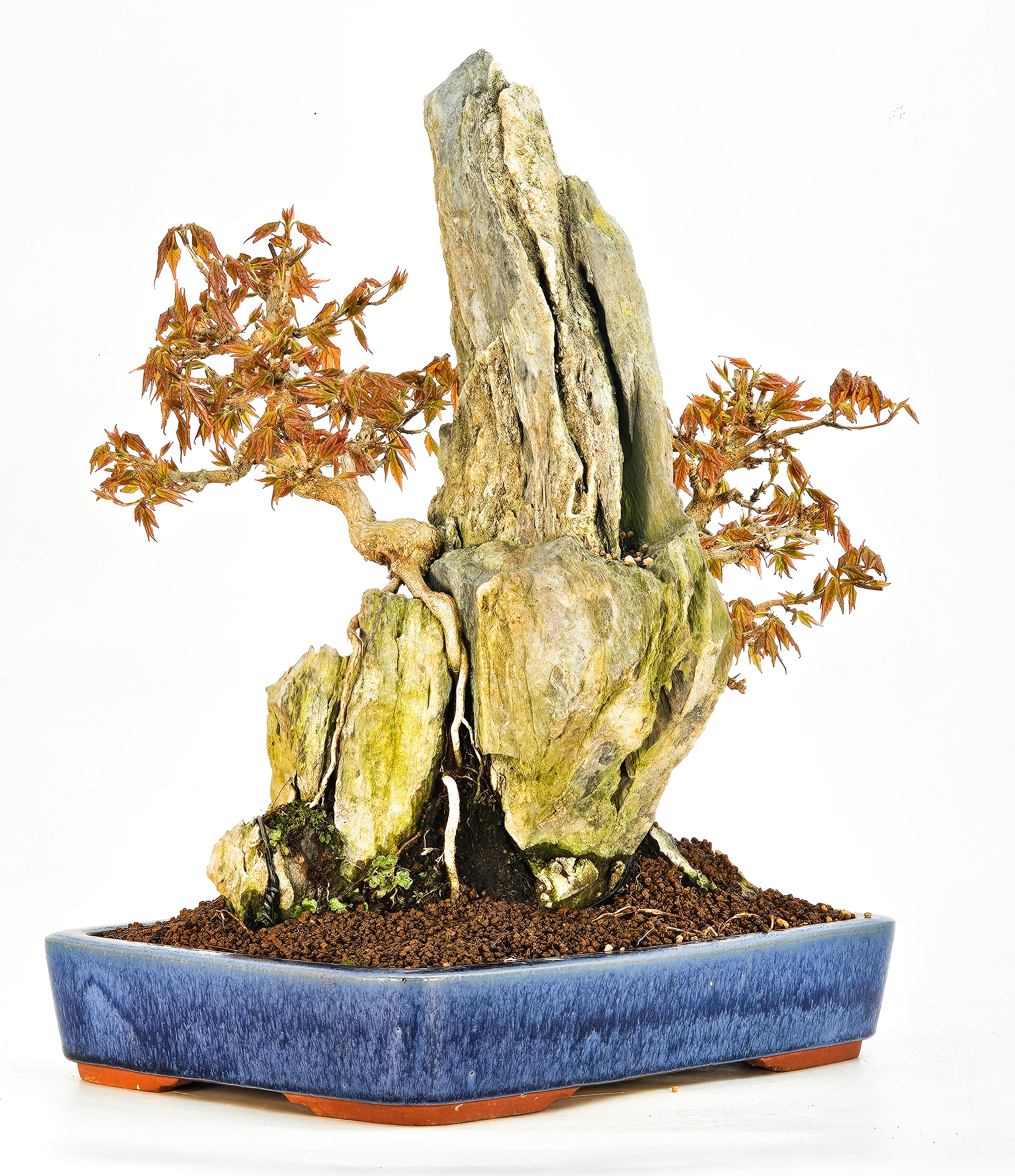 Bonsai Dreispitzahorn - Acer buergerianum Ishizuki 27/36cm