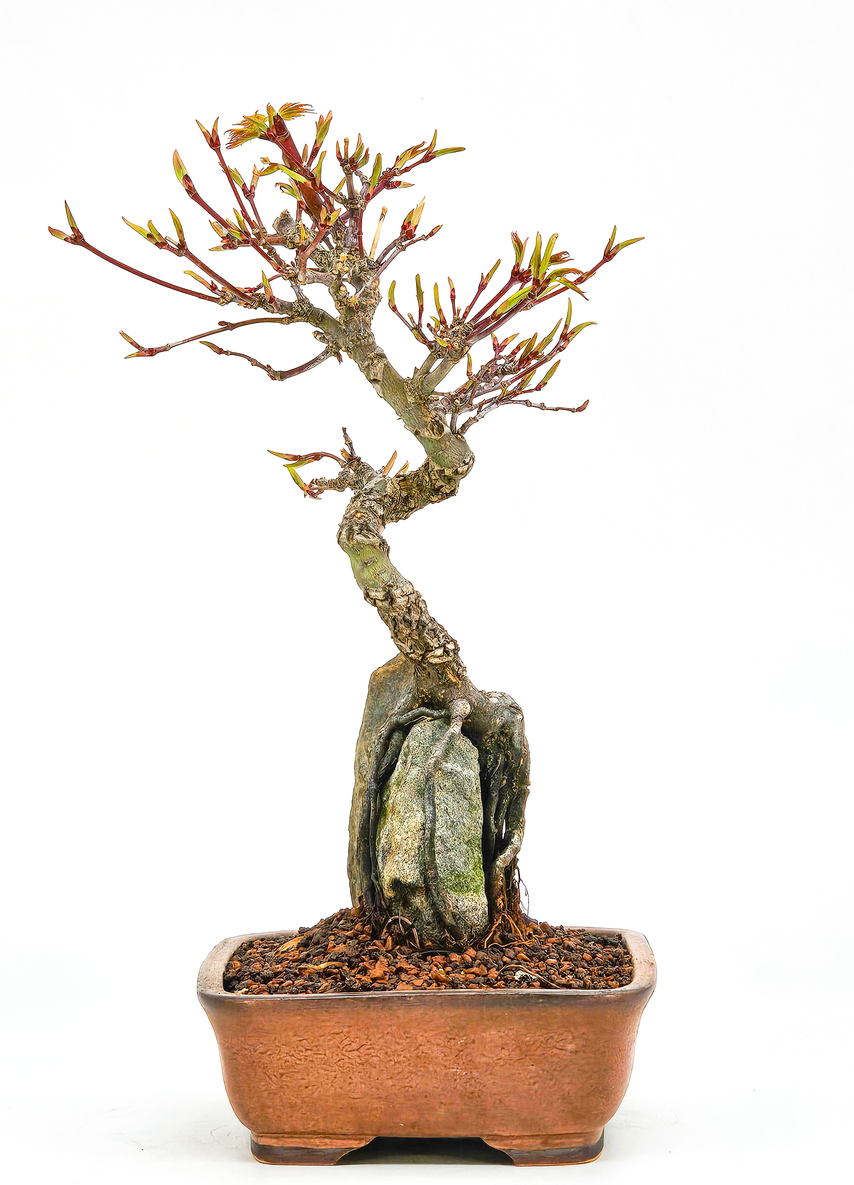 Bonsai Fächerahorn - Acer palmatum Arakawa 24cm 