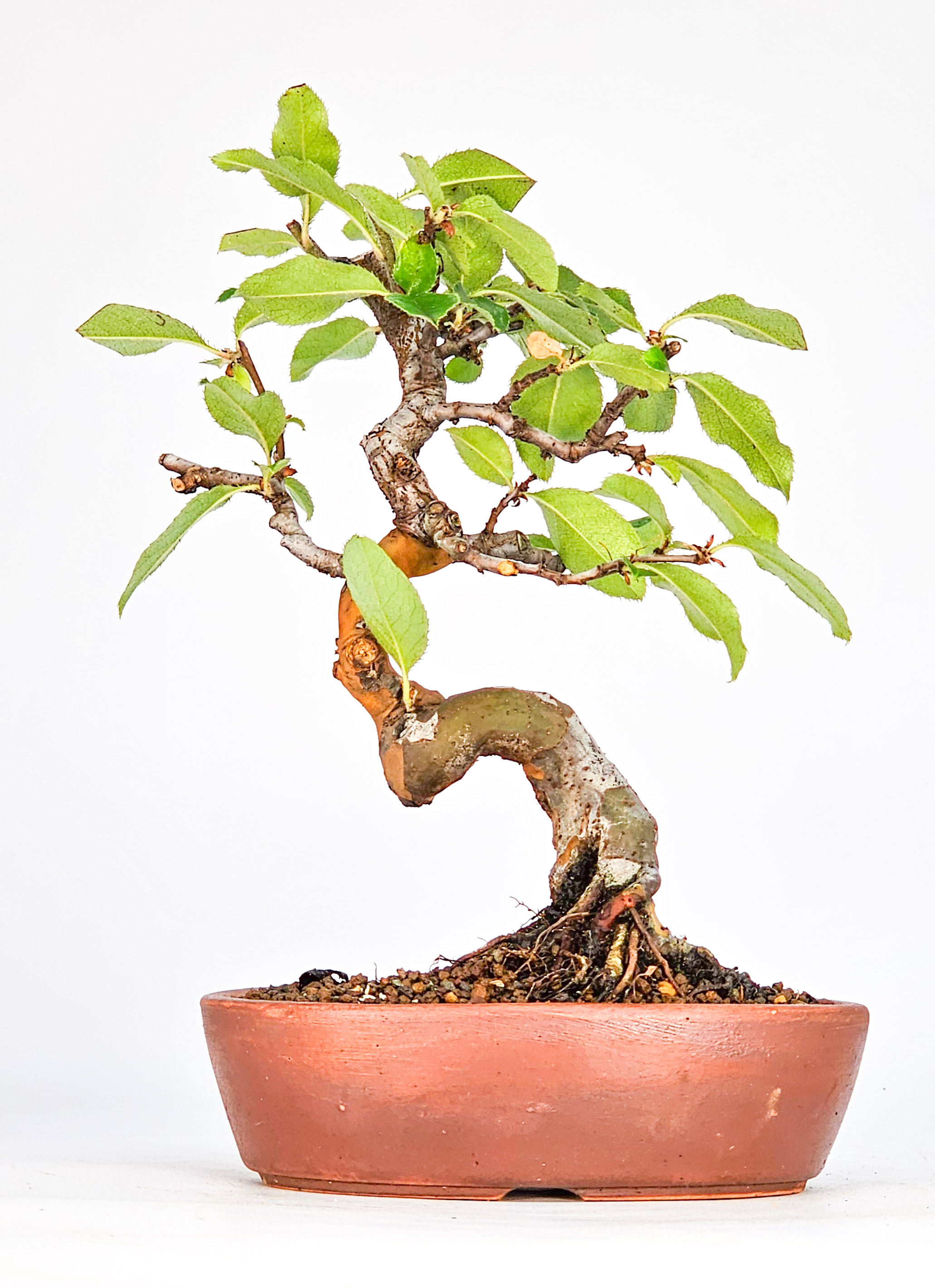 Bonsai Quitte - Pseudocydonia sinensis Shohin 17cm