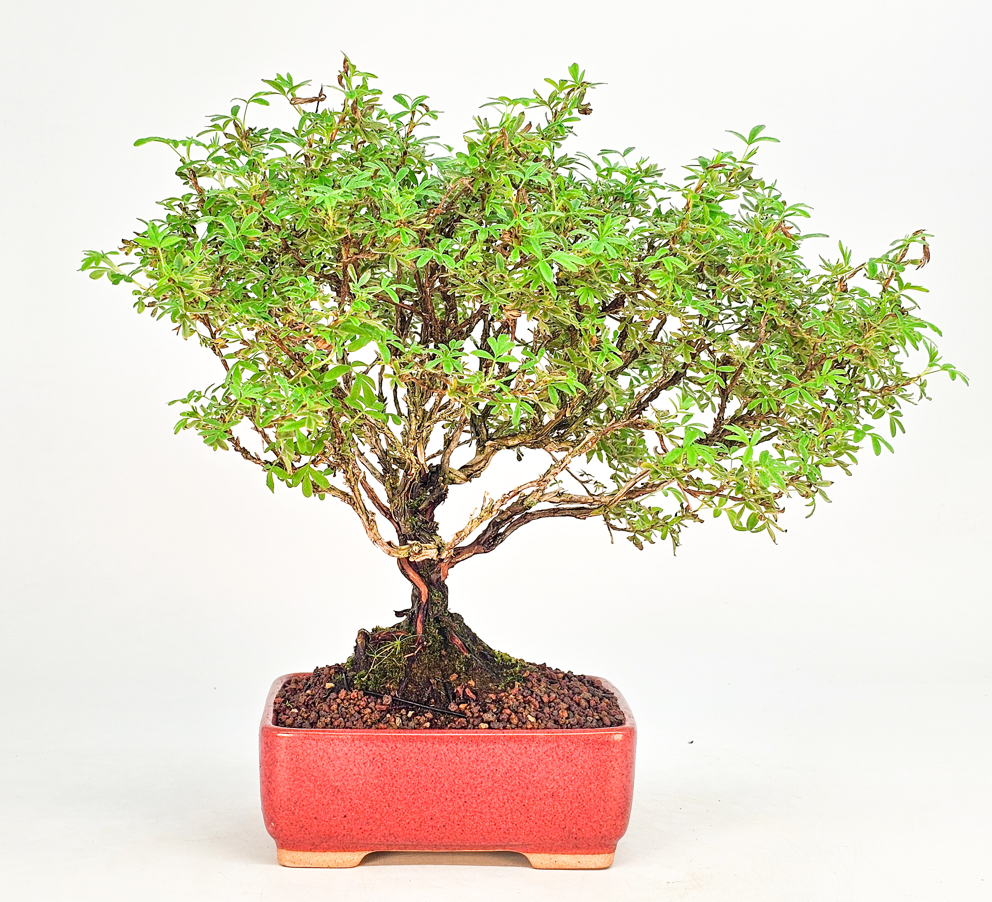 Bonsai Potentilla fruticosa - Fingerstrauch Shohin 19cm   