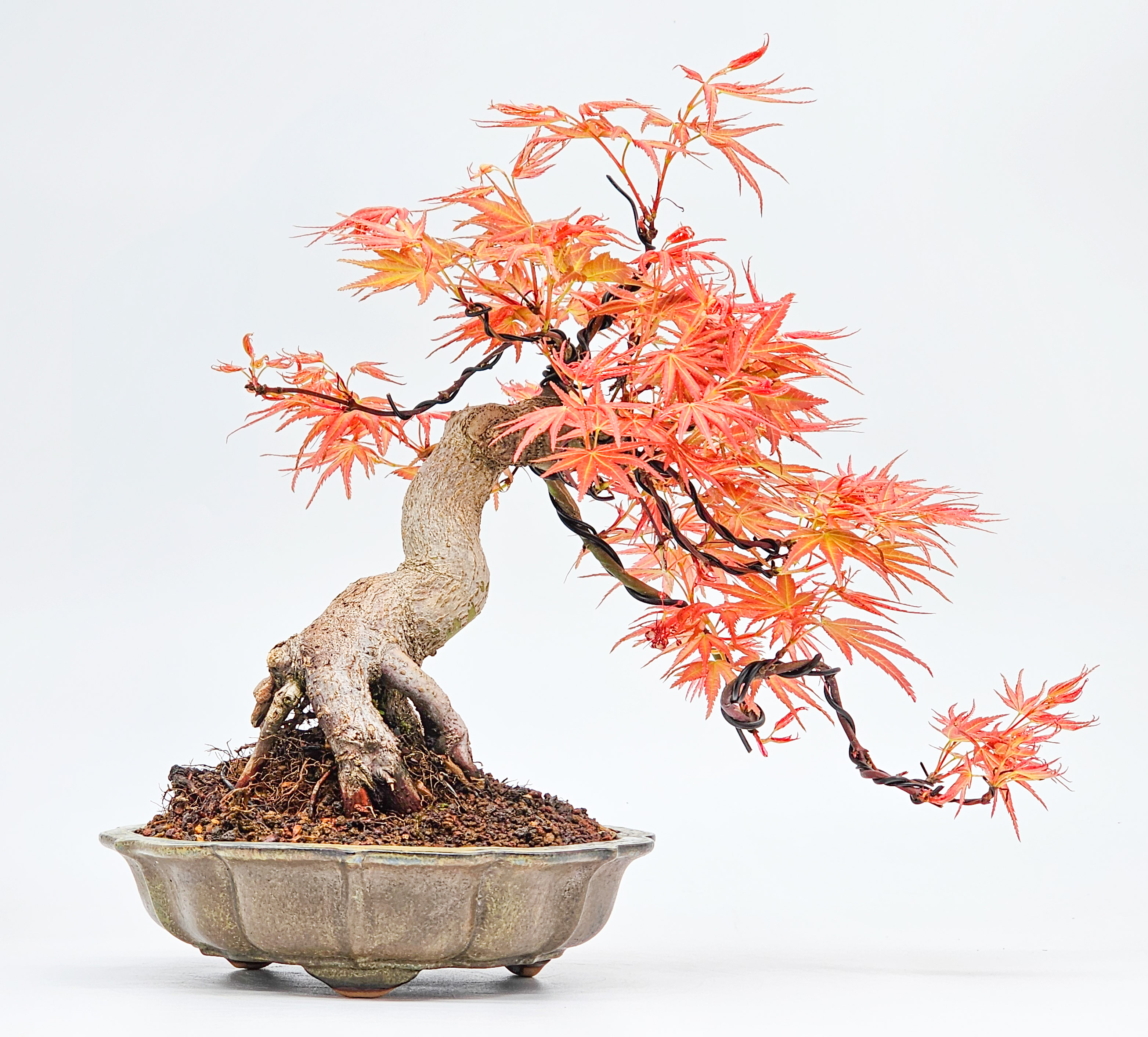 Bonsai Fcherahorn - Acer palmatum Seigen 24cm | SW13479
