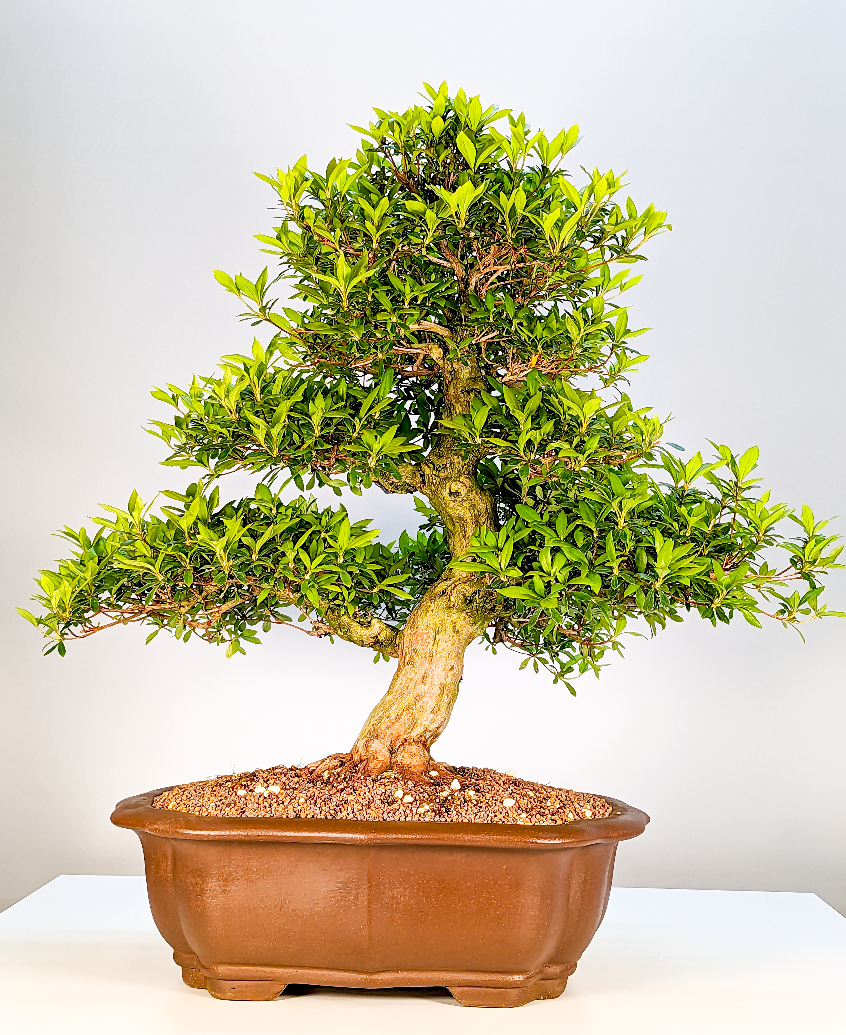 Bonsai Azalee Rhododendron indicum 52cm
