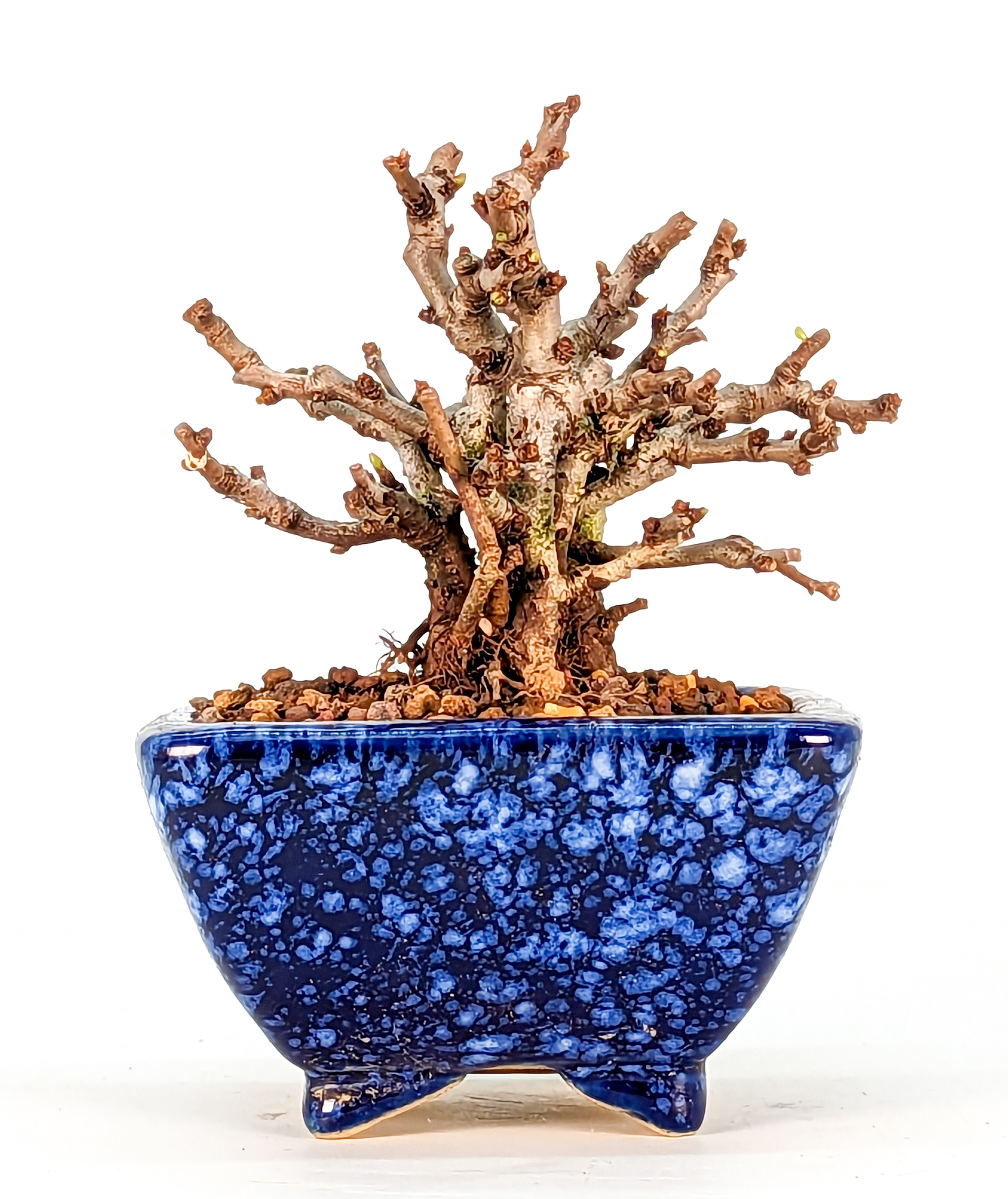 Bonsai Zierquitte - Chaenomeles - Chojubai Mame 6,5cm 