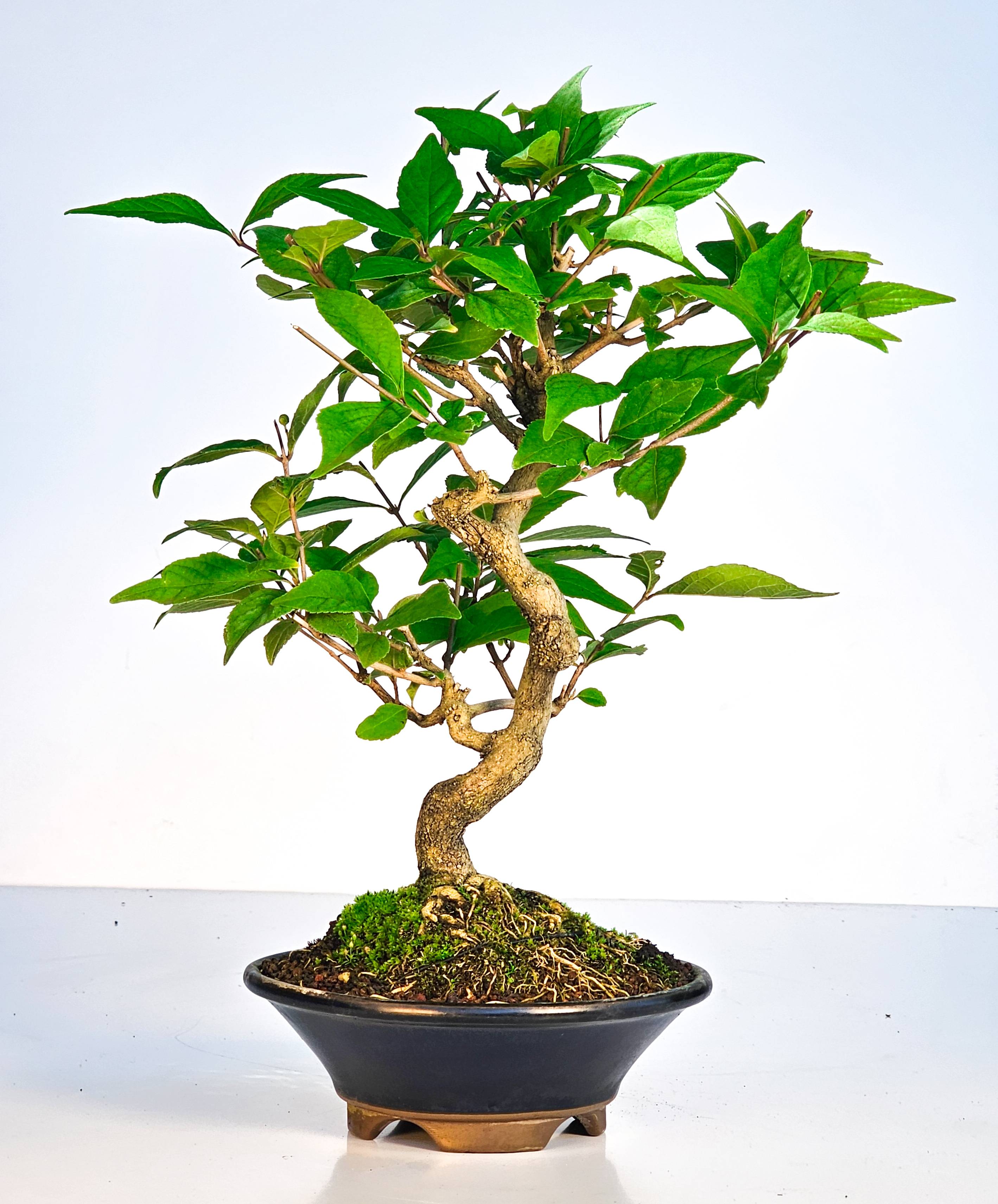Bonsai Callicarpa japonica - Japanische Schönfrucht 28cm